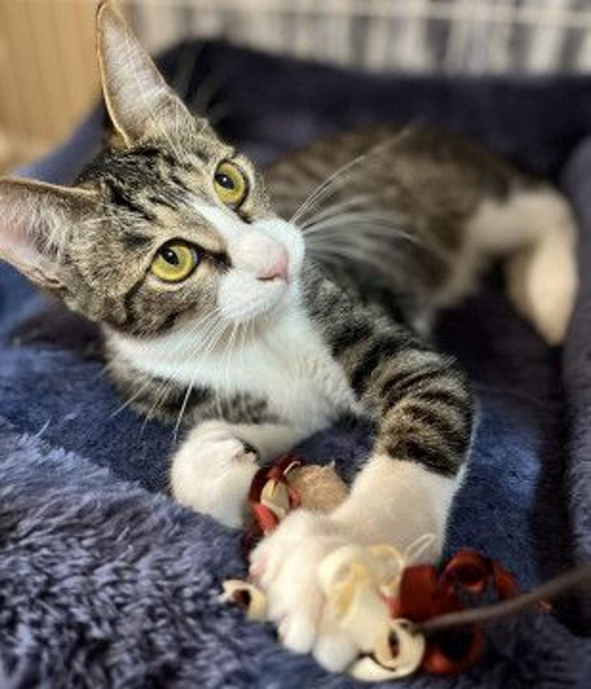 雑種（ミックス猫）・オスの里親募集の写真