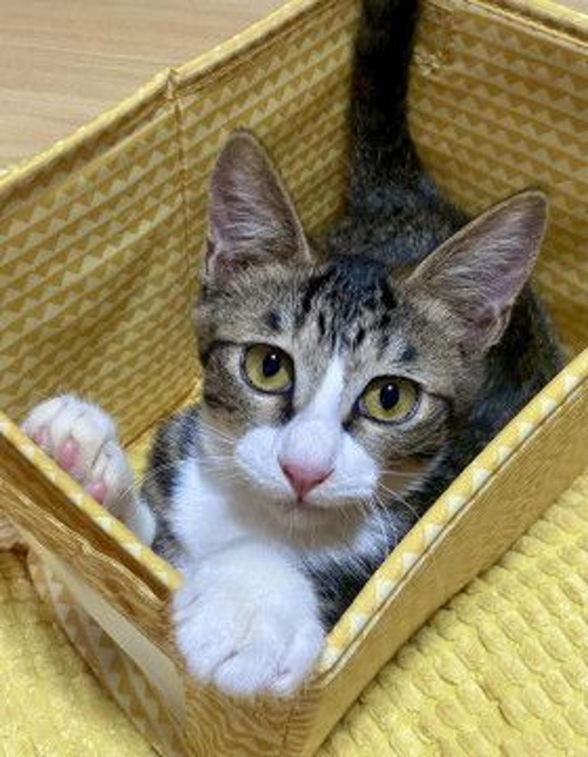 pet-image-2