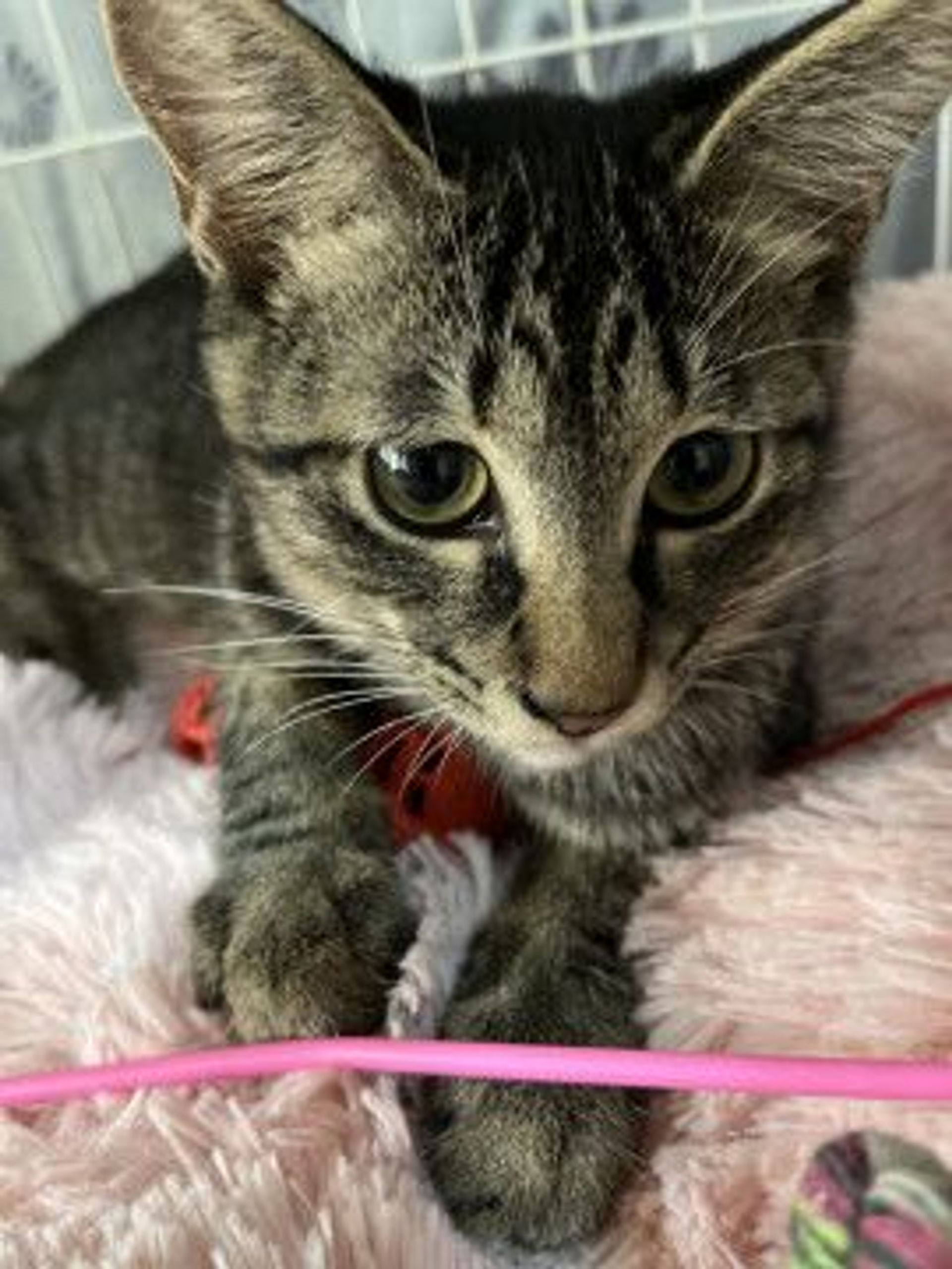 雑種（ミックス猫）・オスの里親募集の写真