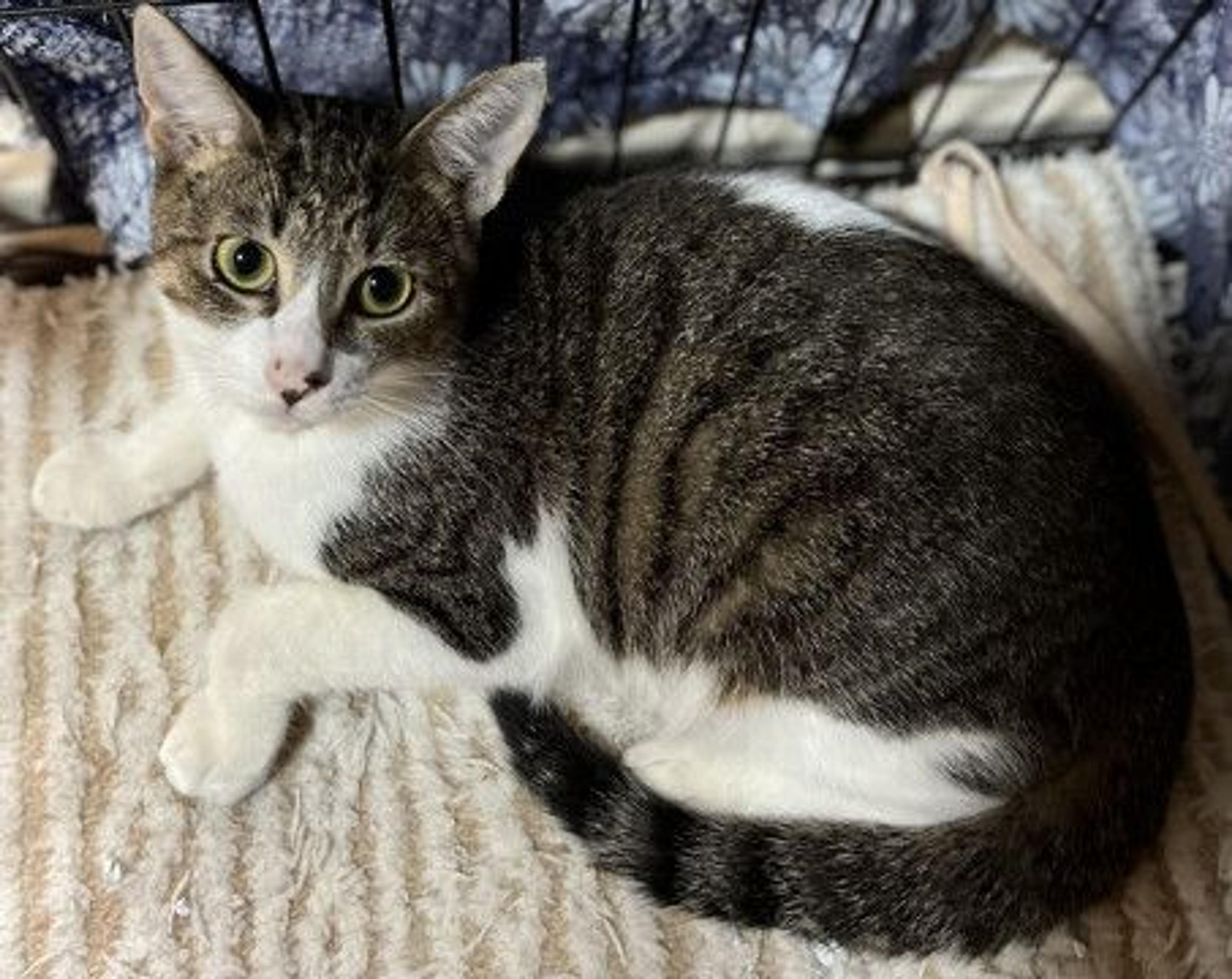 pet-image-2