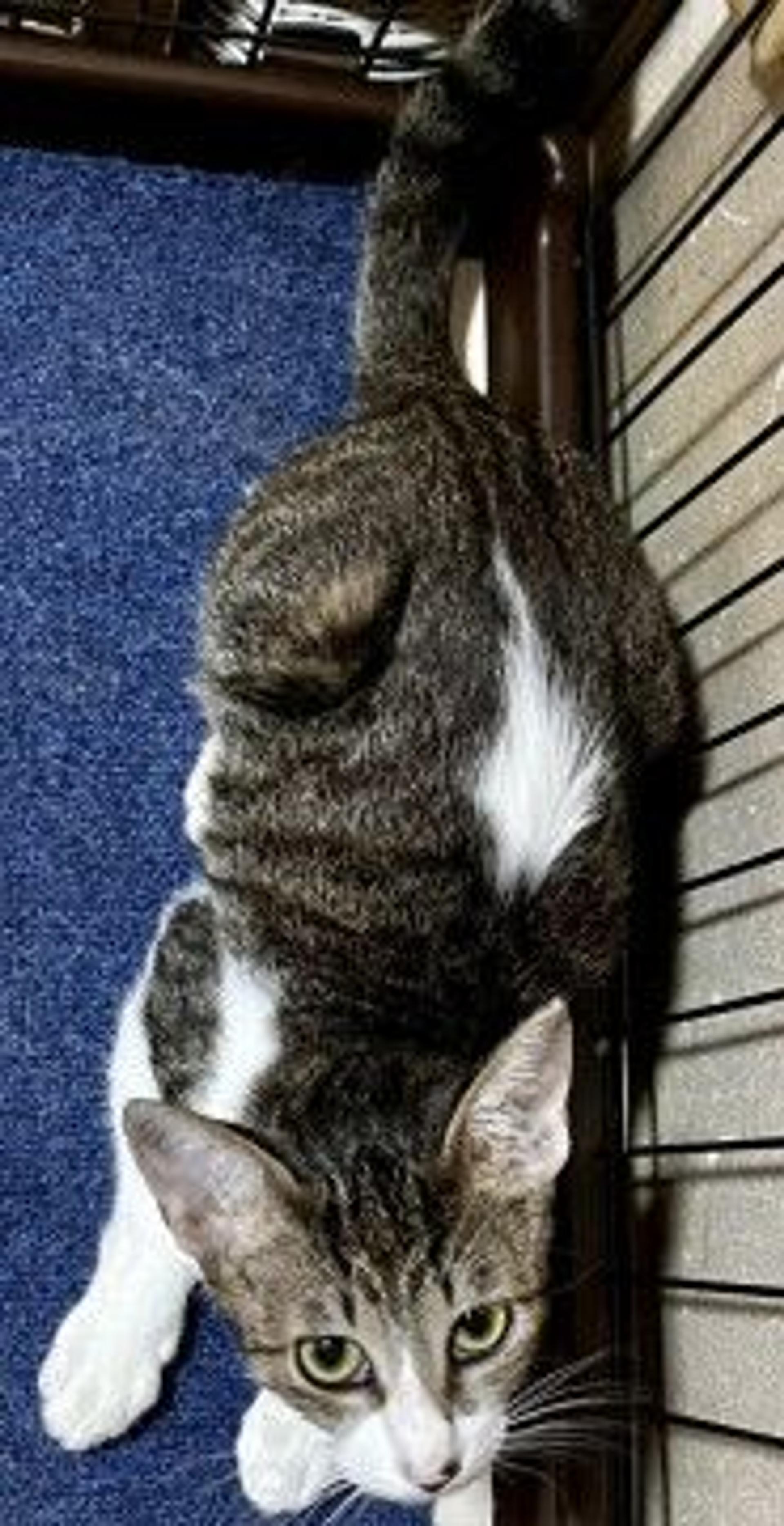pet-image-4