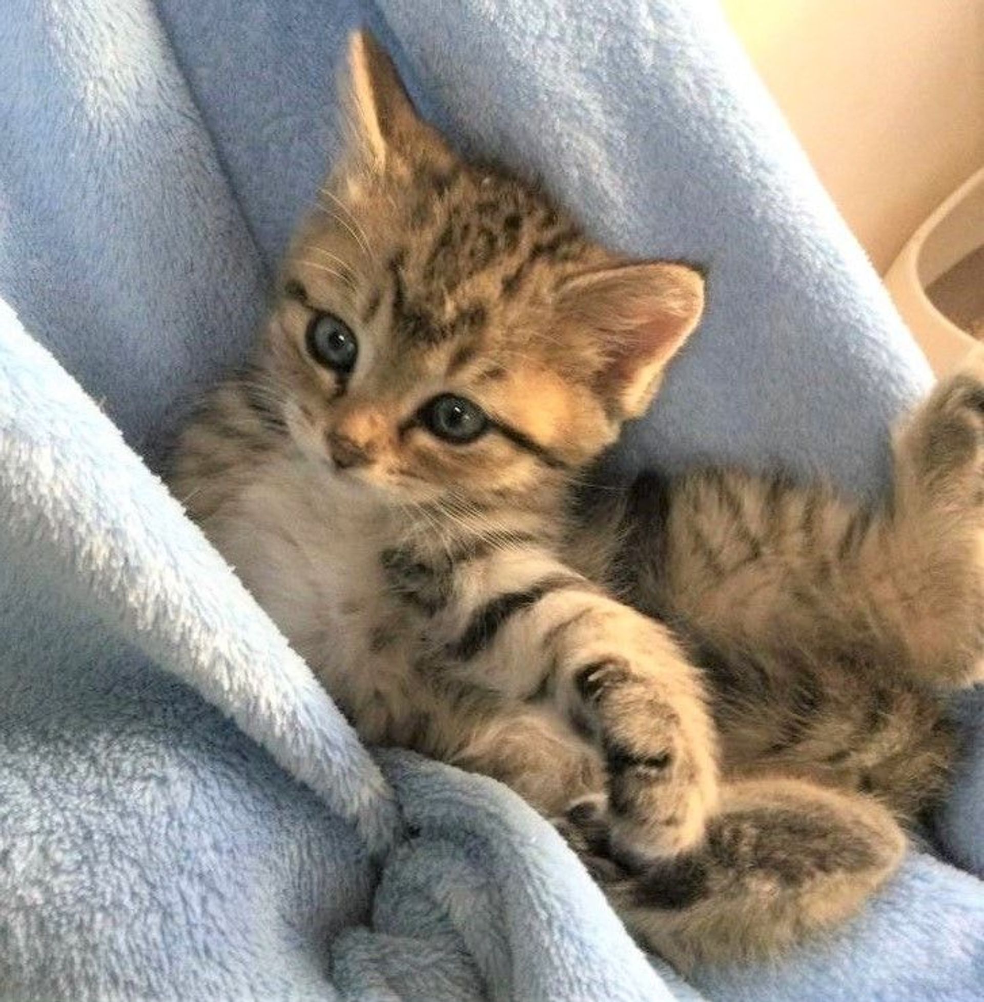 雑種（ミックス猫）・メスの里親募集の写真