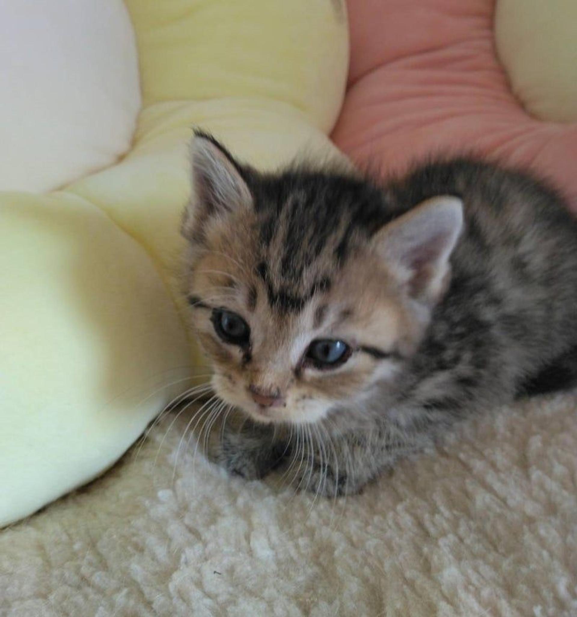 pet-image-2