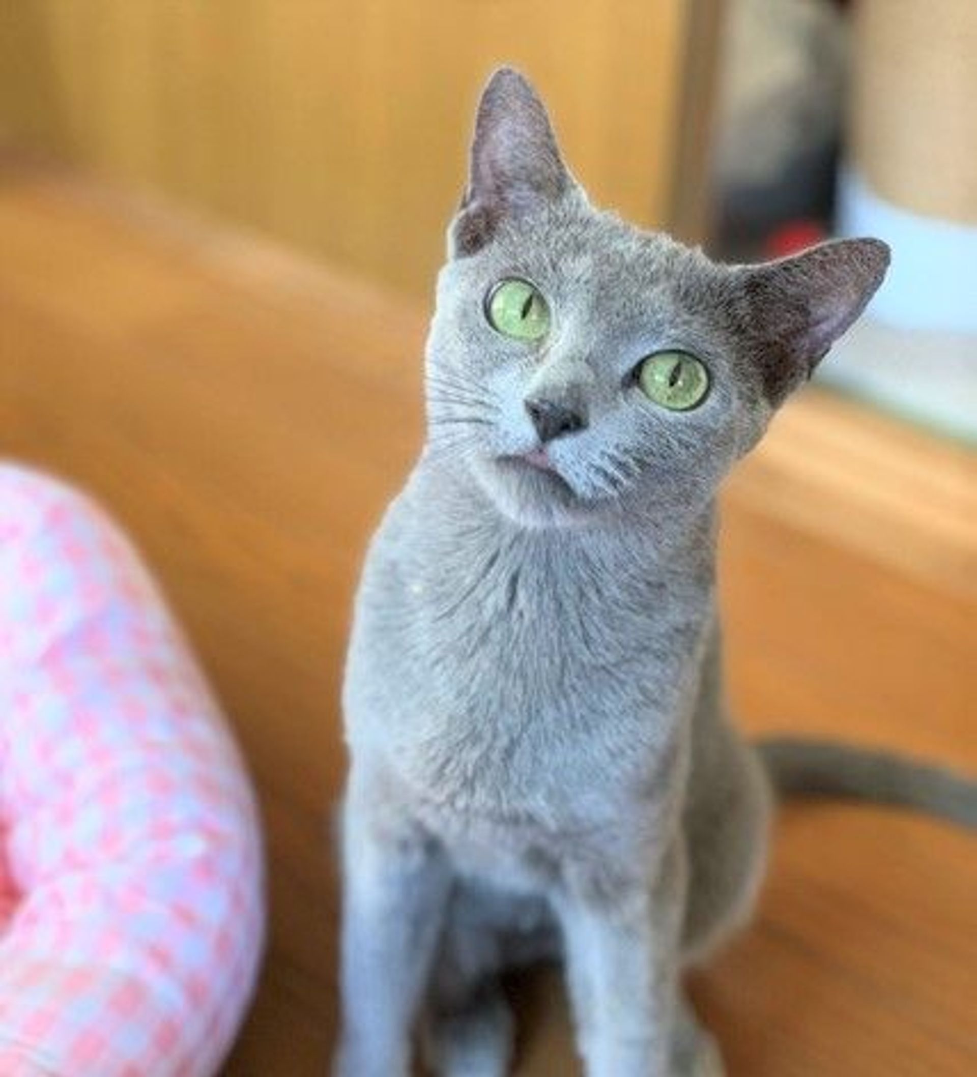 スコティッシュフォールド・メスの里親募集の写真