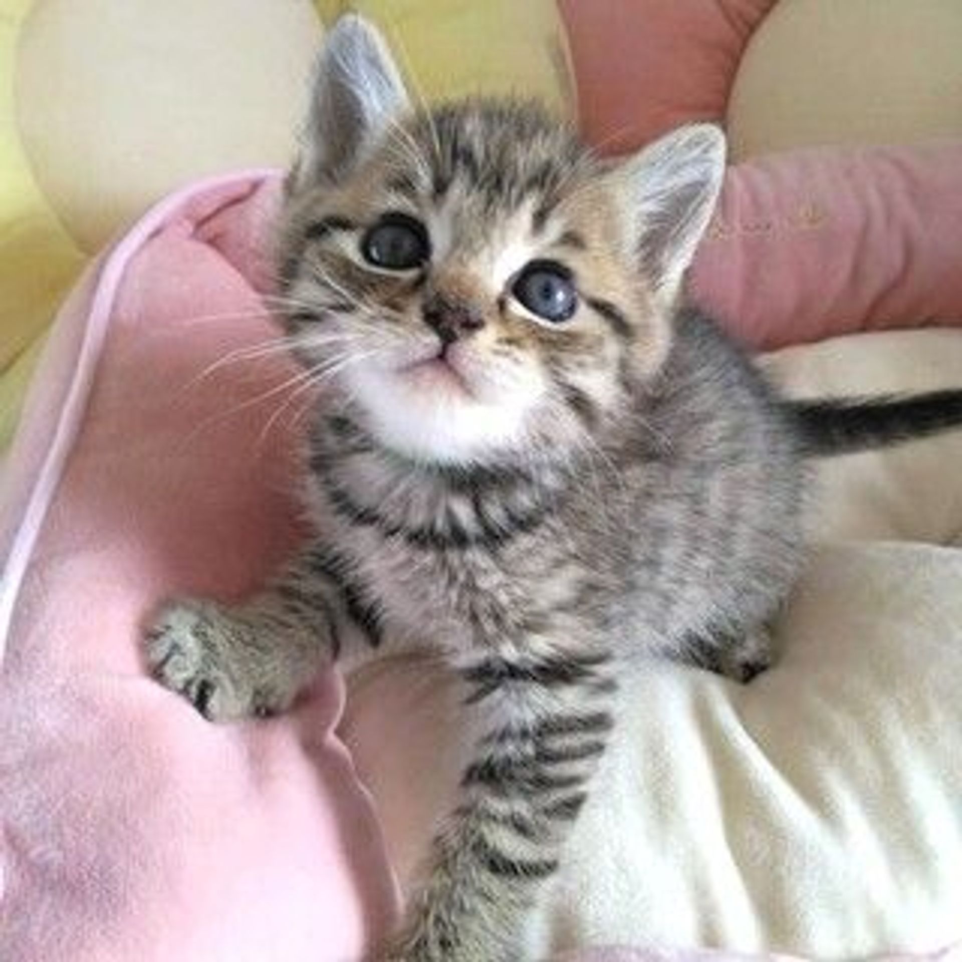 雑種（ミックス猫）・オスの里親募集の写真