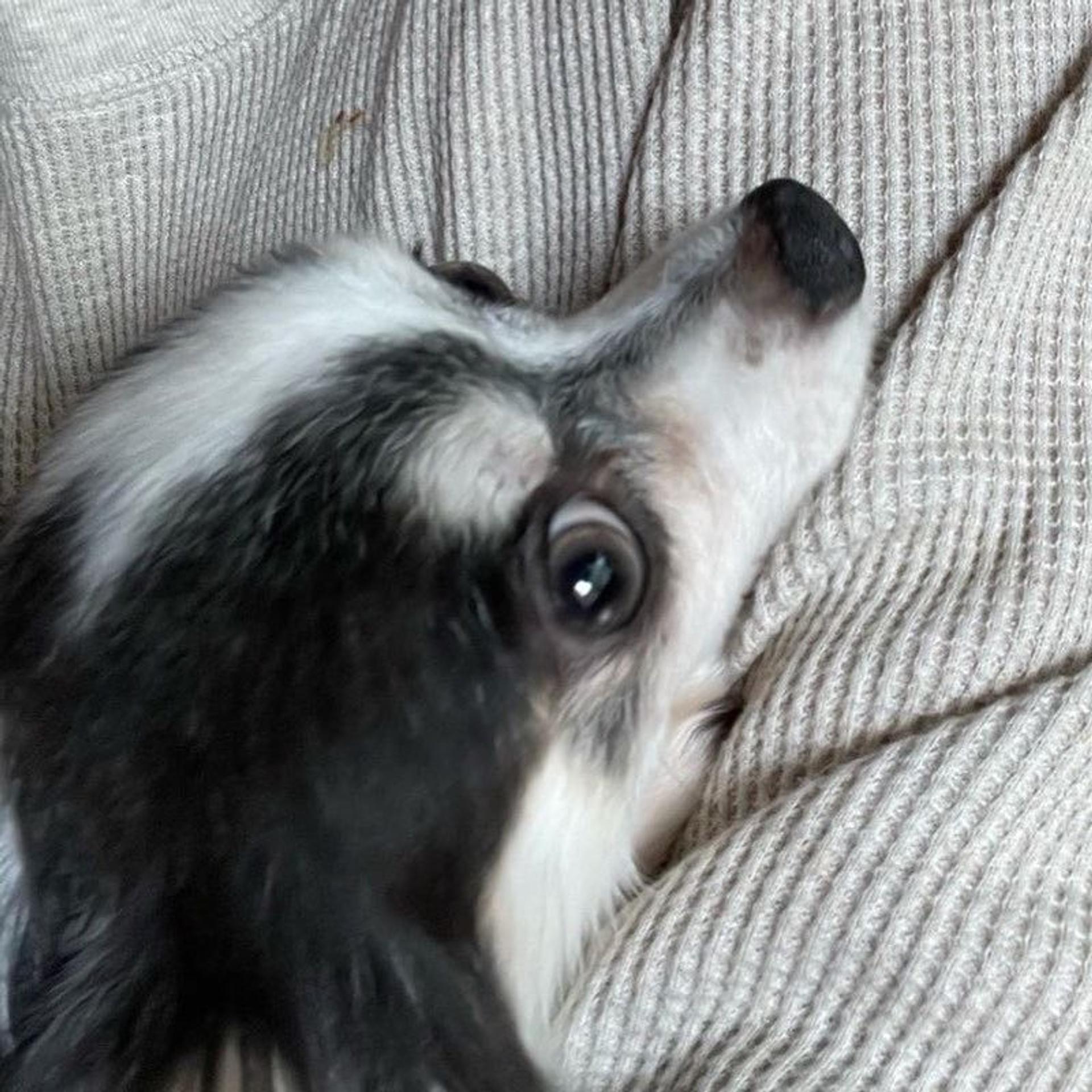 pet-image-4