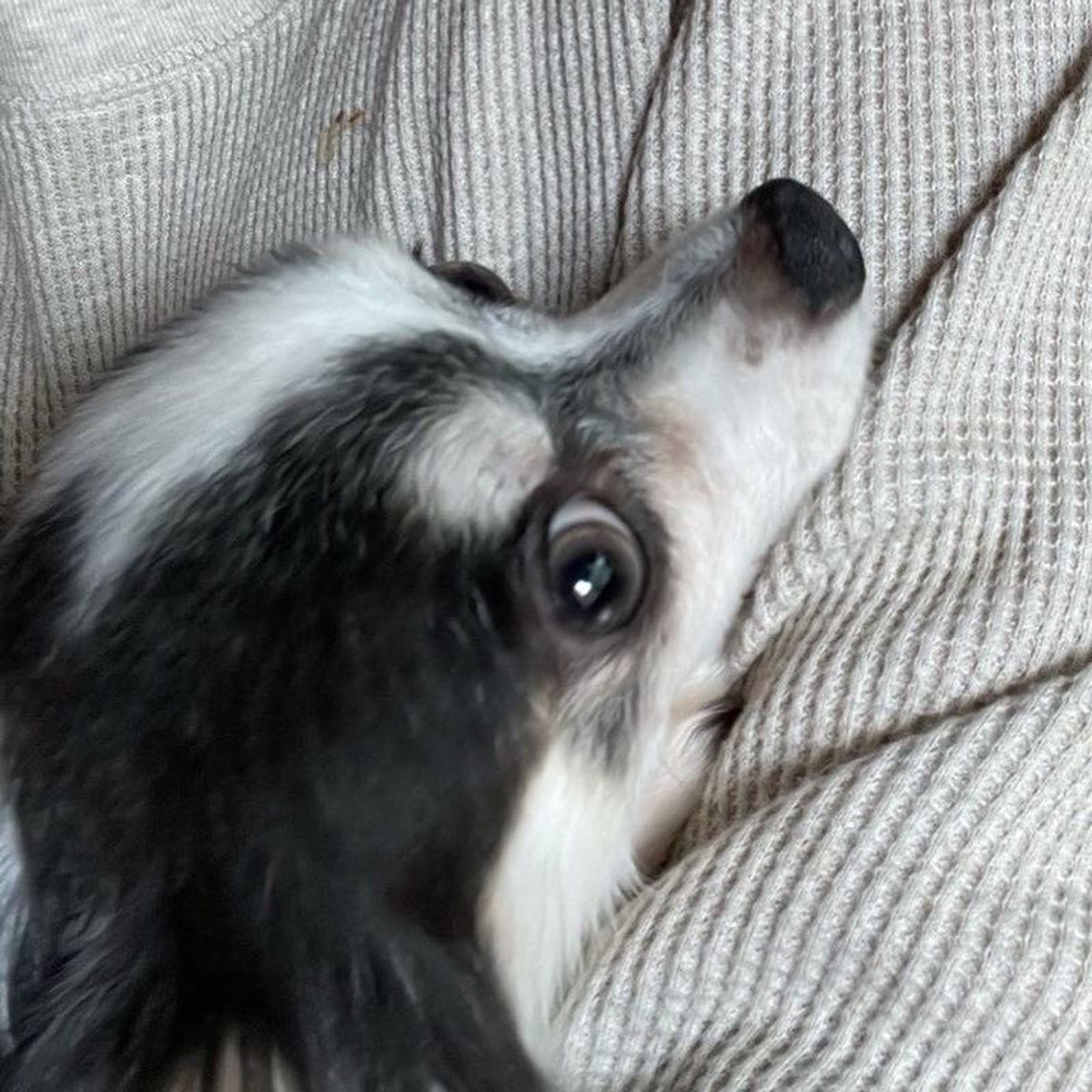 pet-image-4