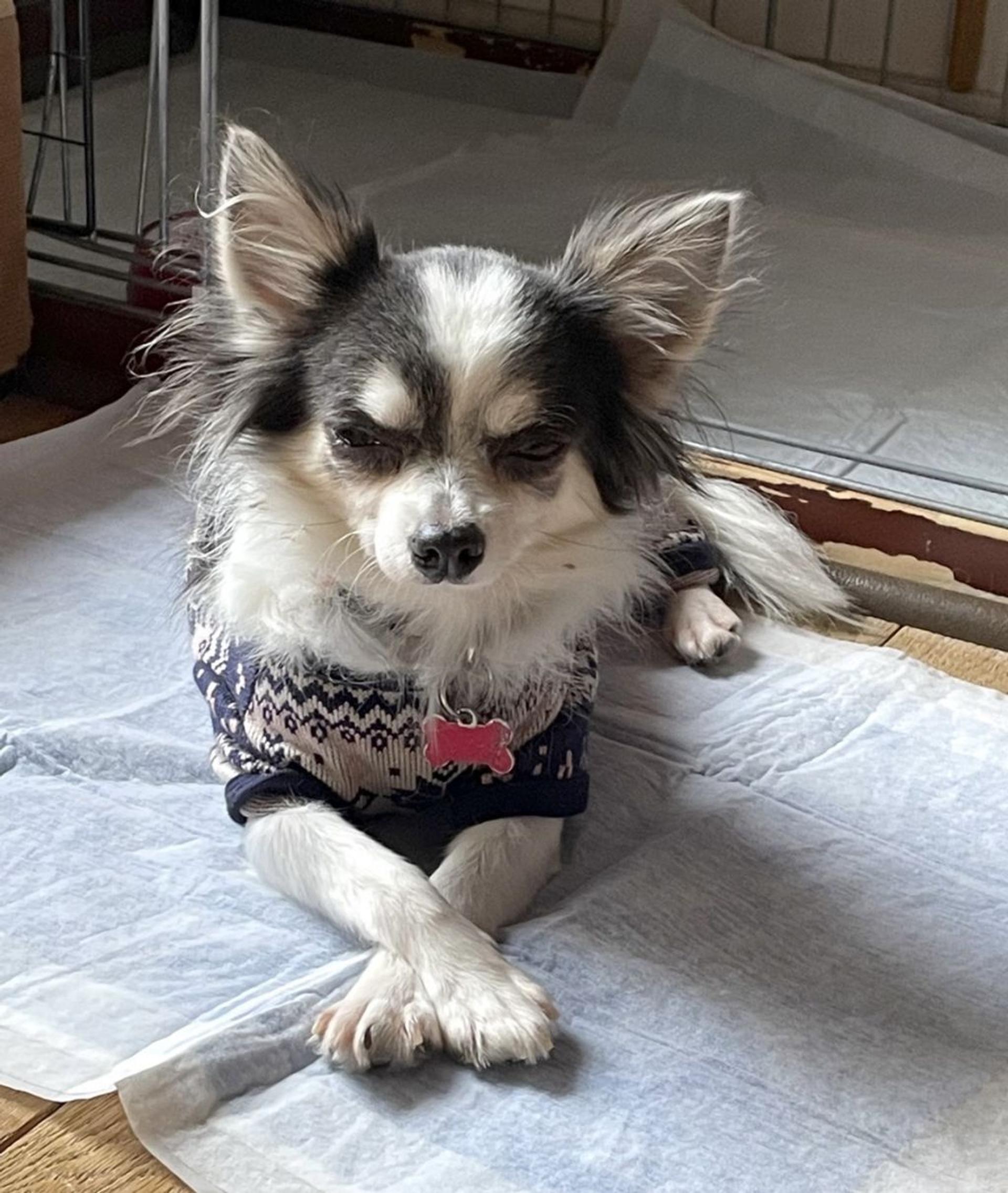 pet-image-6