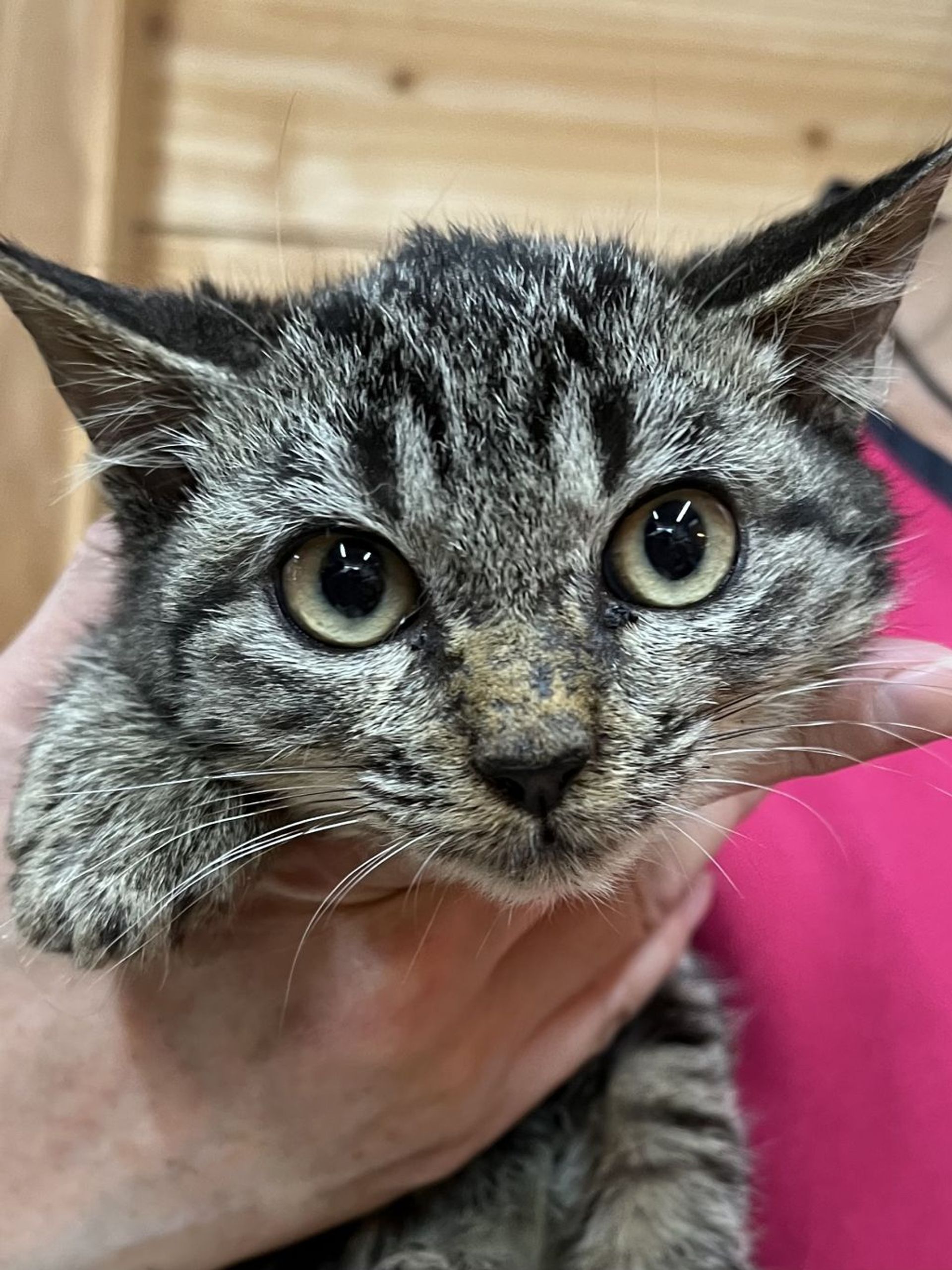 雑種（ミックス猫）・オスの里親募集の写真