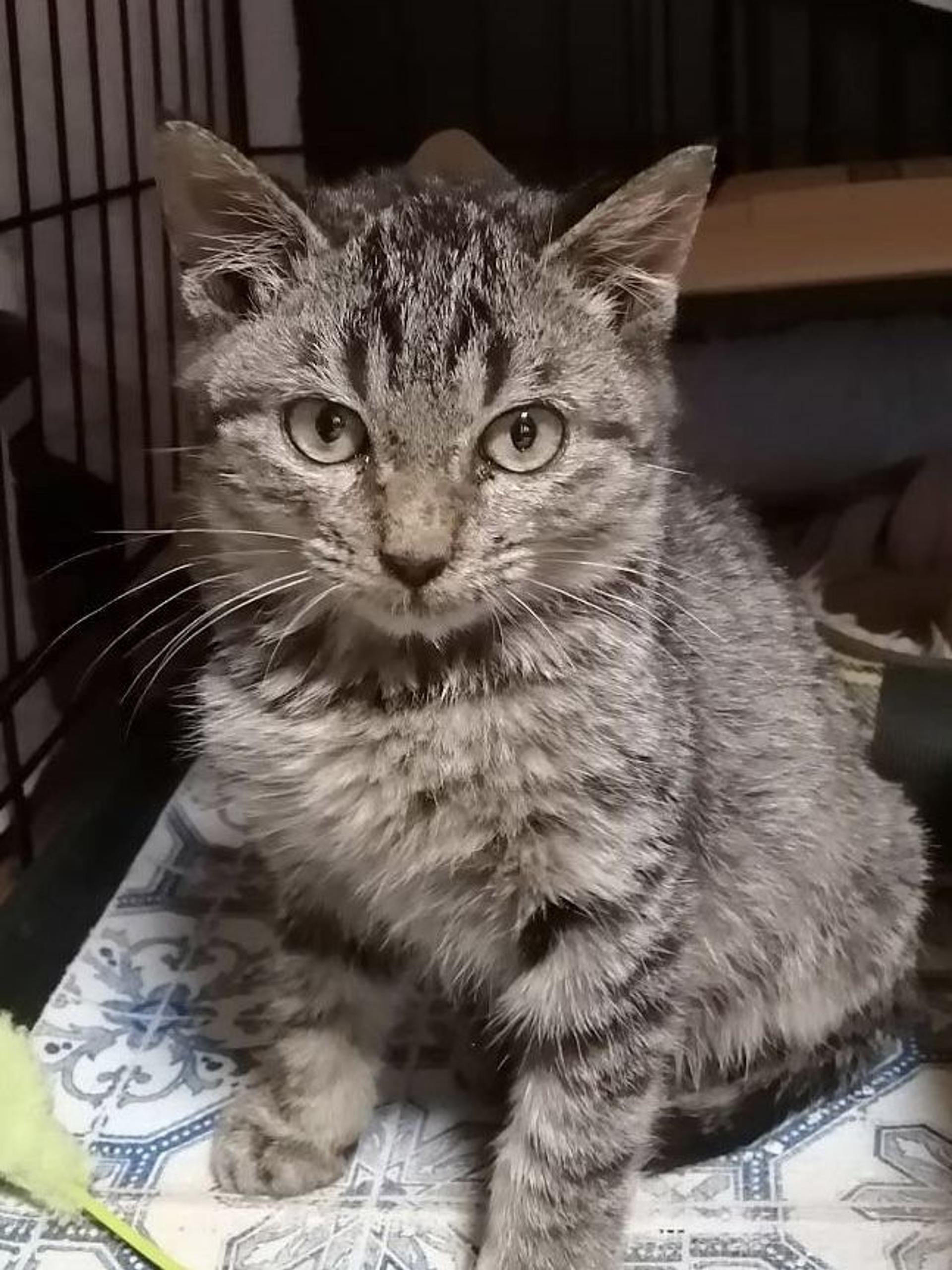 pet-image-2