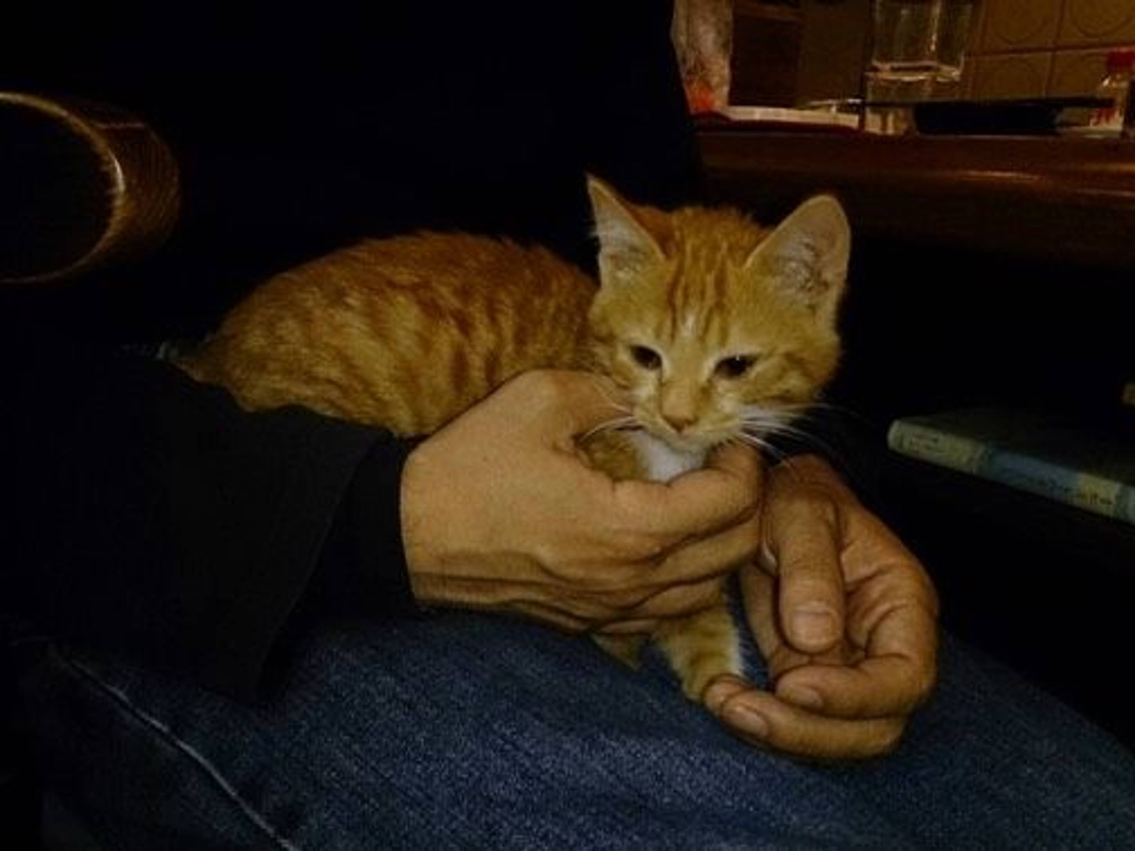 雑種（ミックス猫）・オスの里親募集の写真
