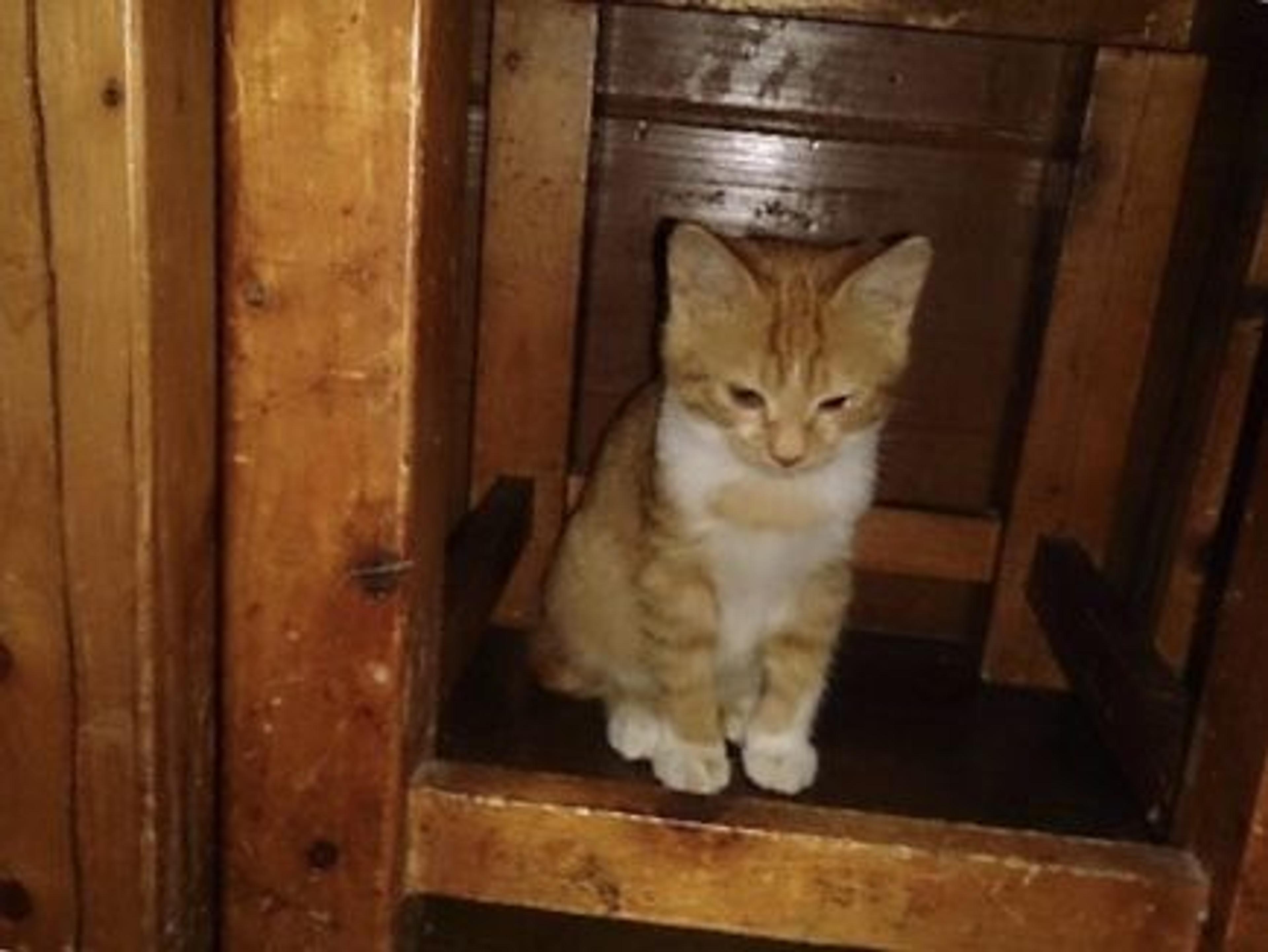 pet-image-2