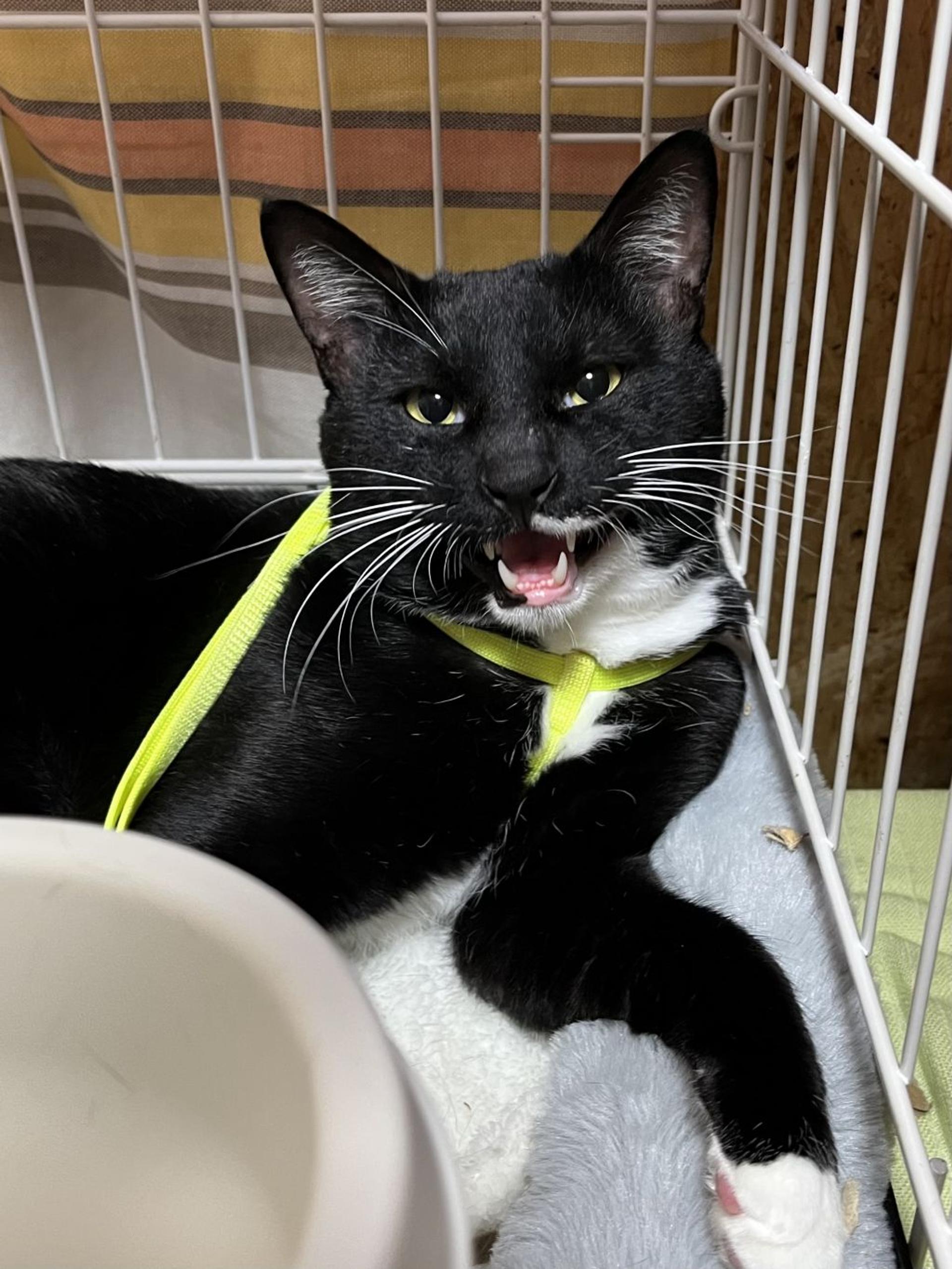 pet-image-9