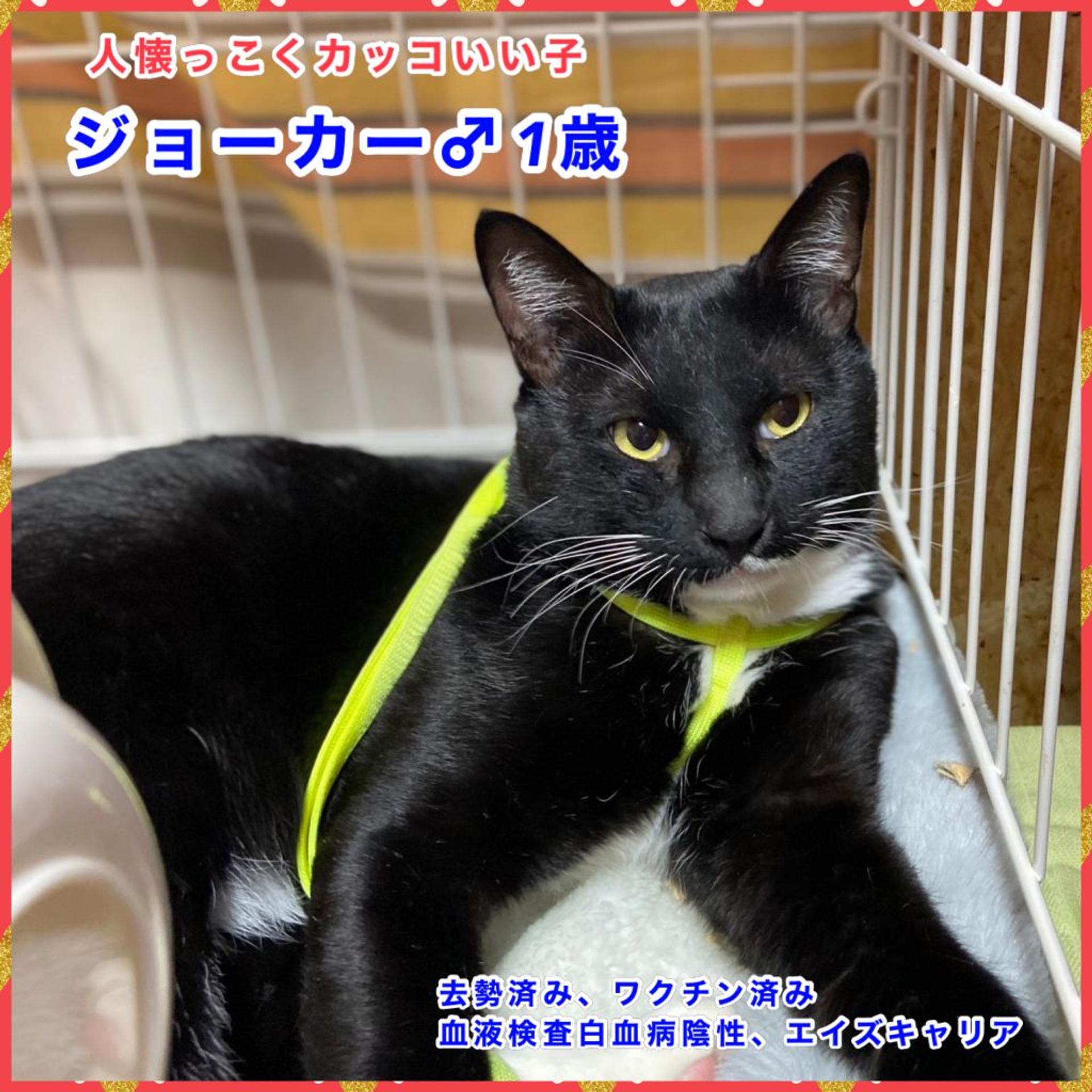 pet-image-4