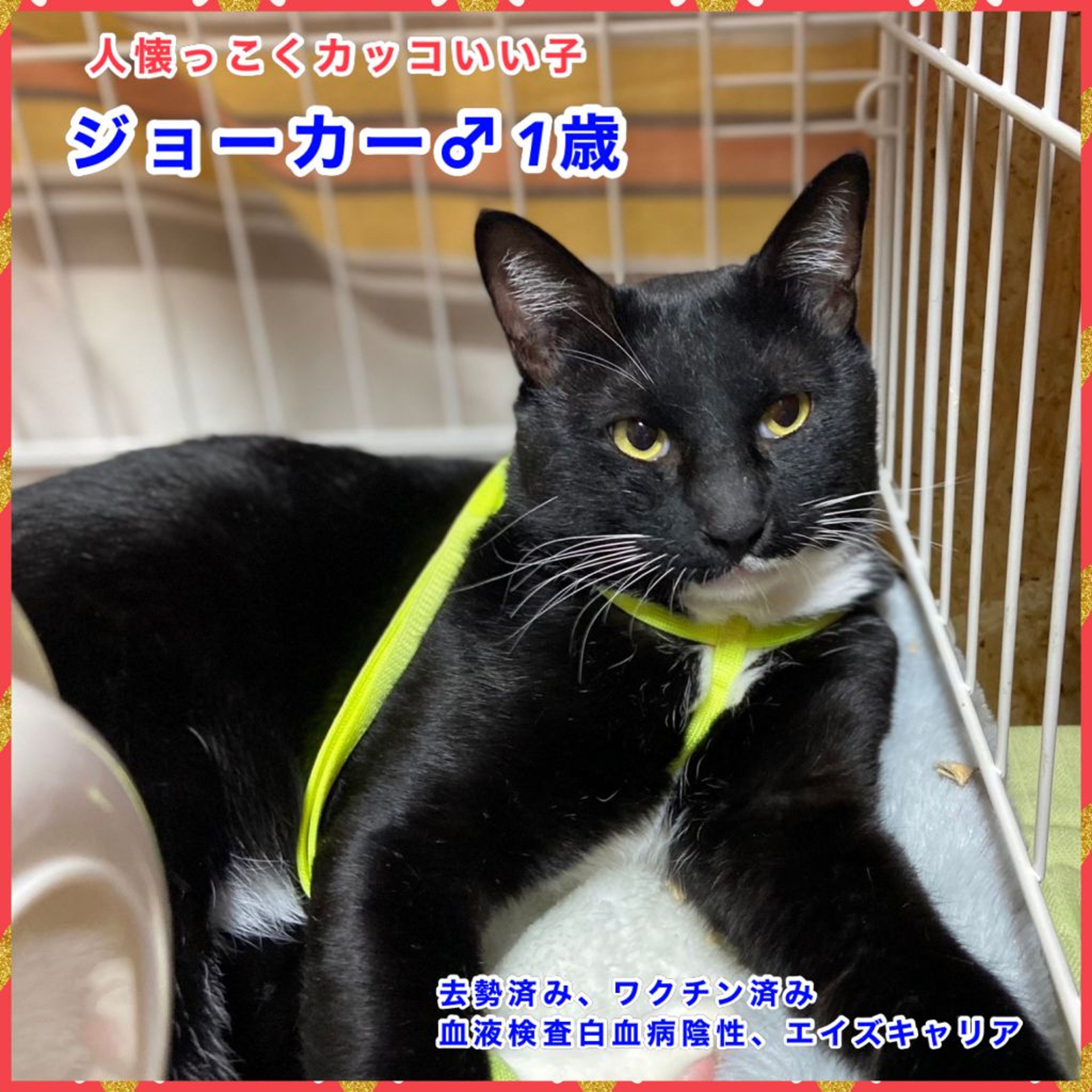 pet-image-4