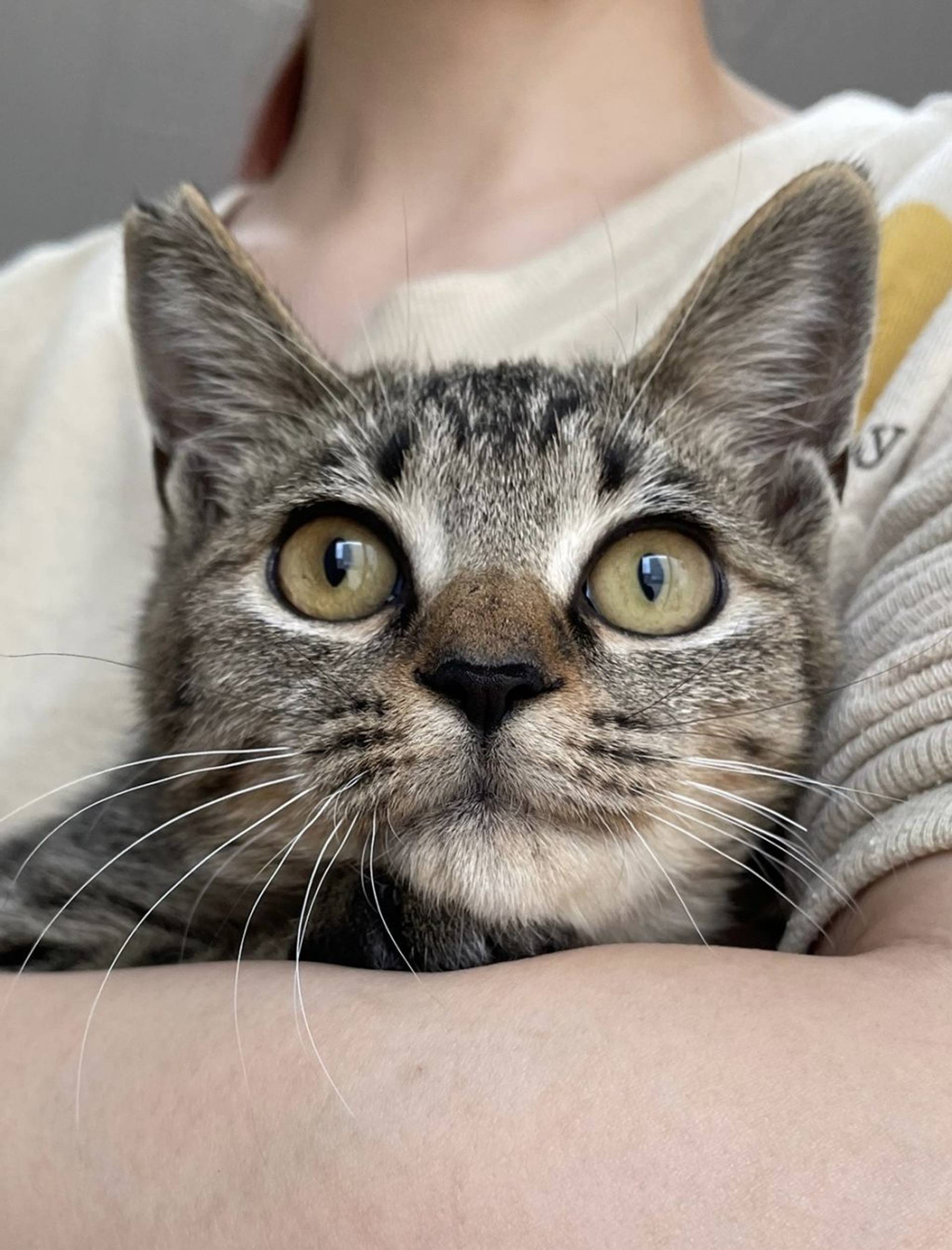 雑種（ミックス猫）・オスの里親募集の写真