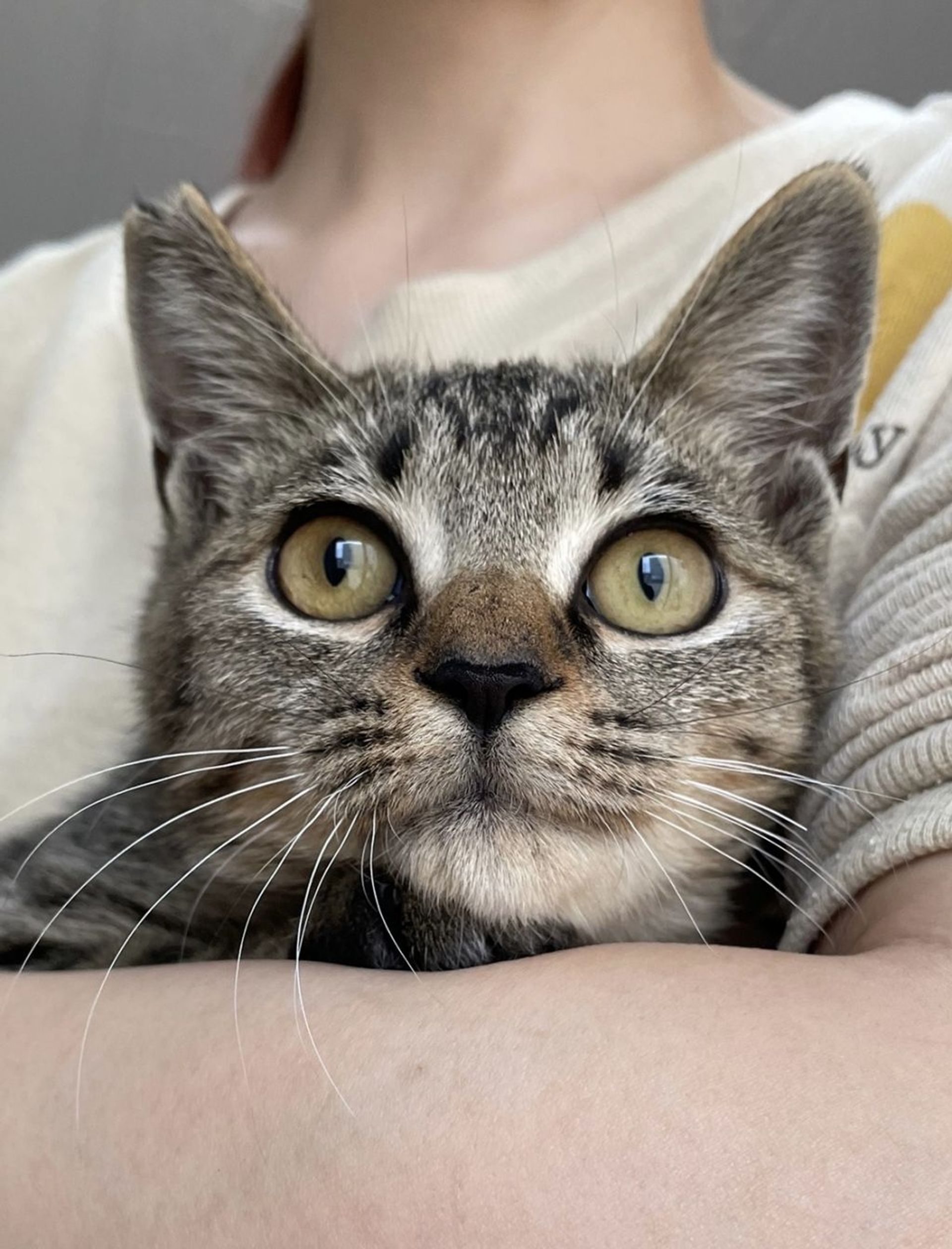 雑種（ミックス猫）・オスの里親募集の写真