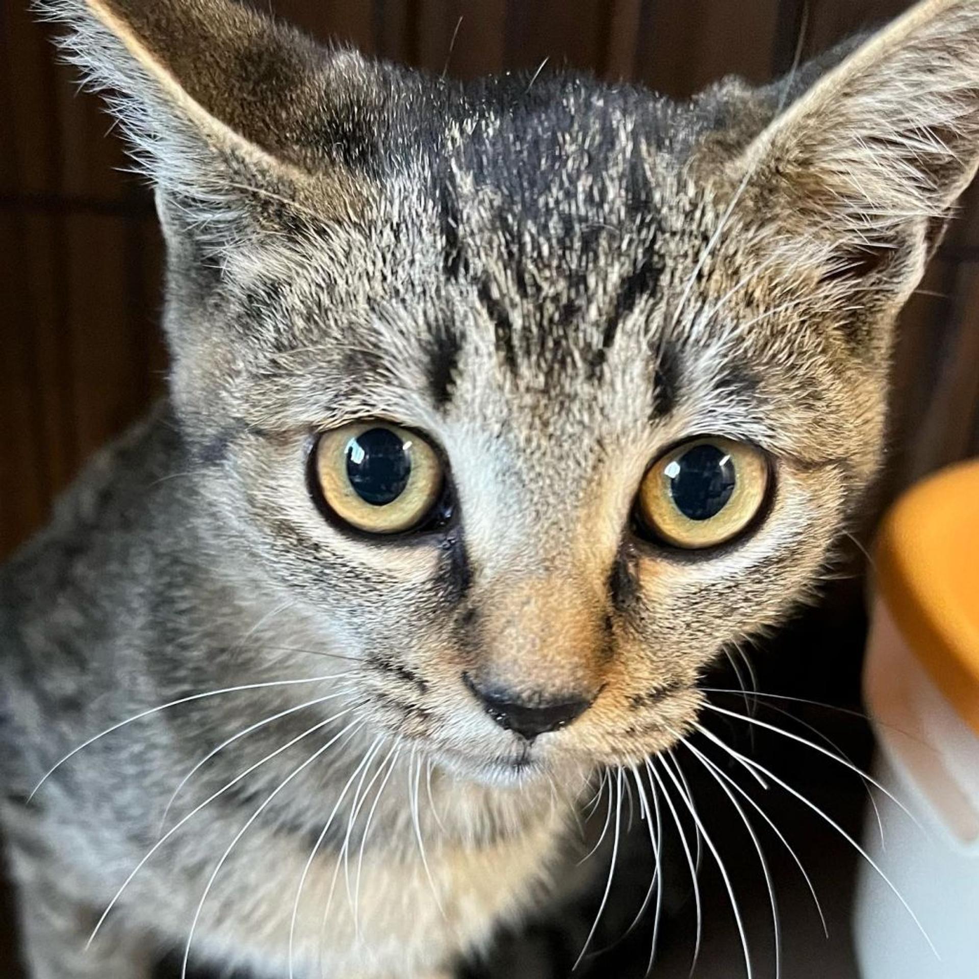 pet-image-3