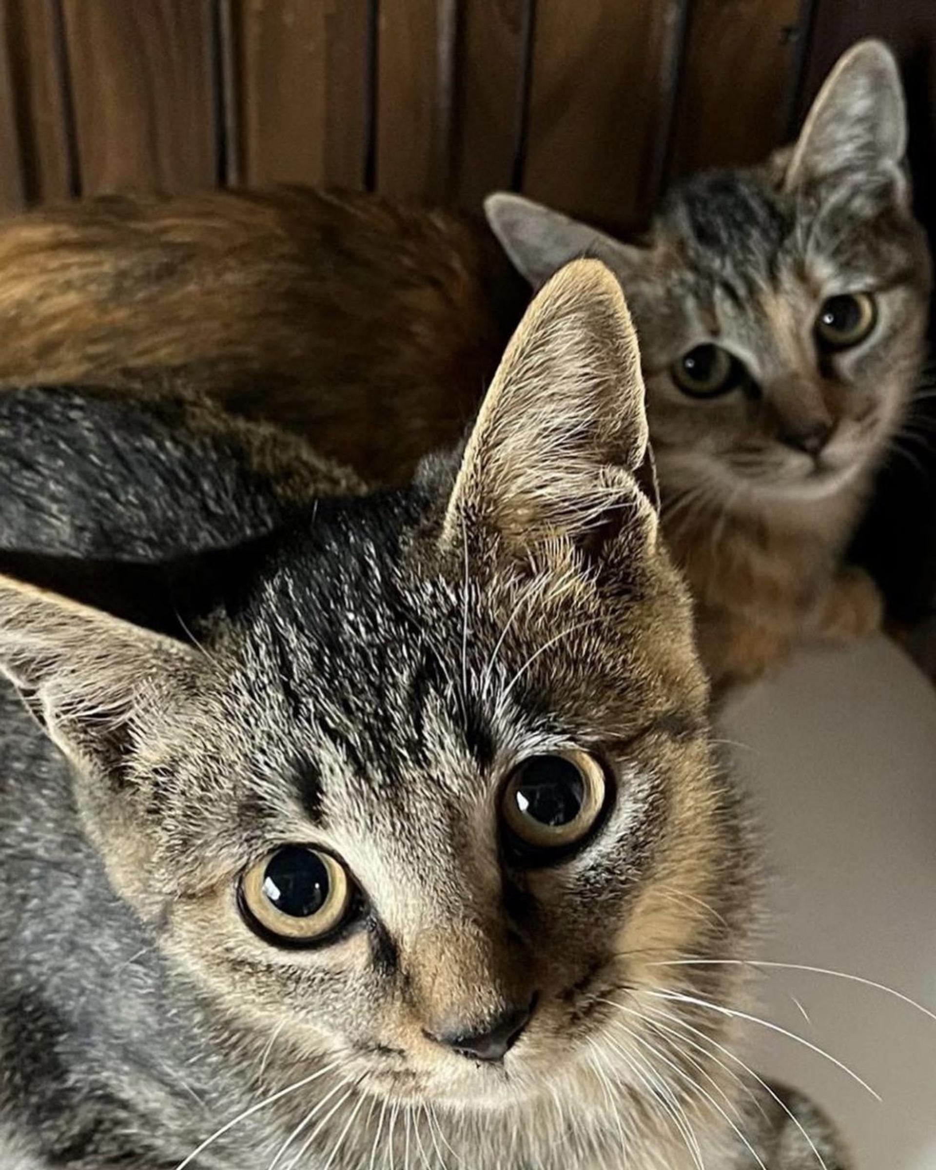 pet-image-5