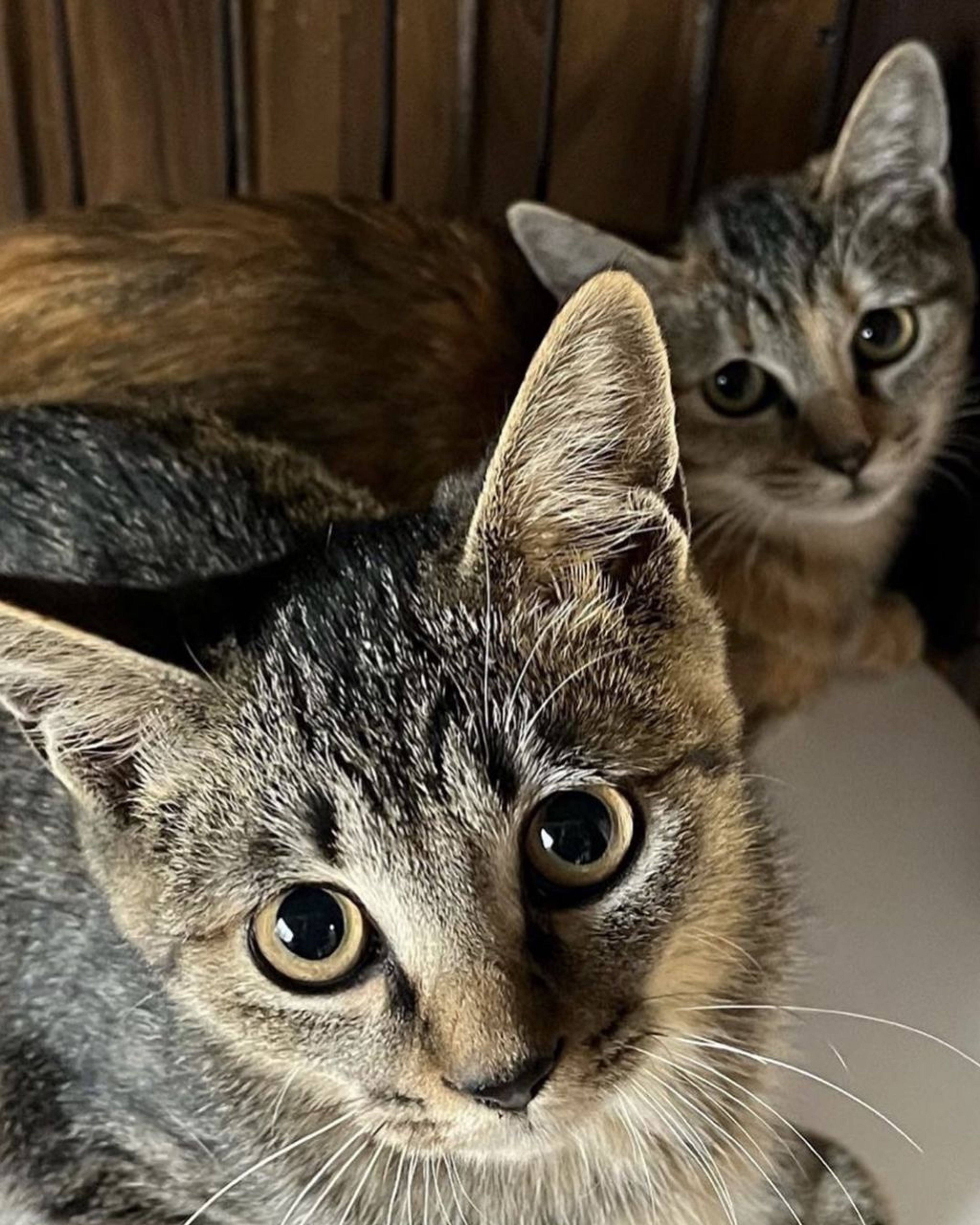 pet-image-5