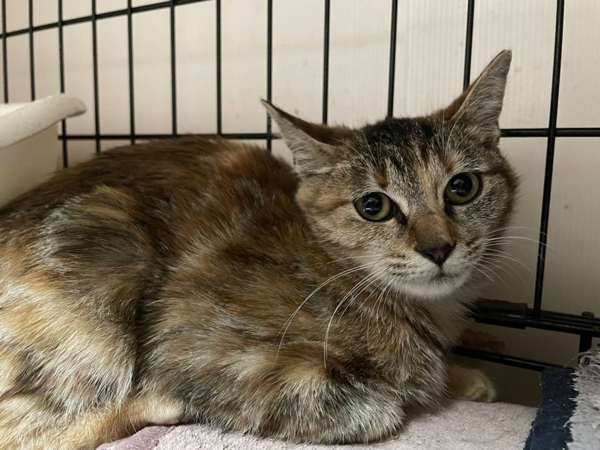 雑種（ミックス猫）・メスの里親募集の写真