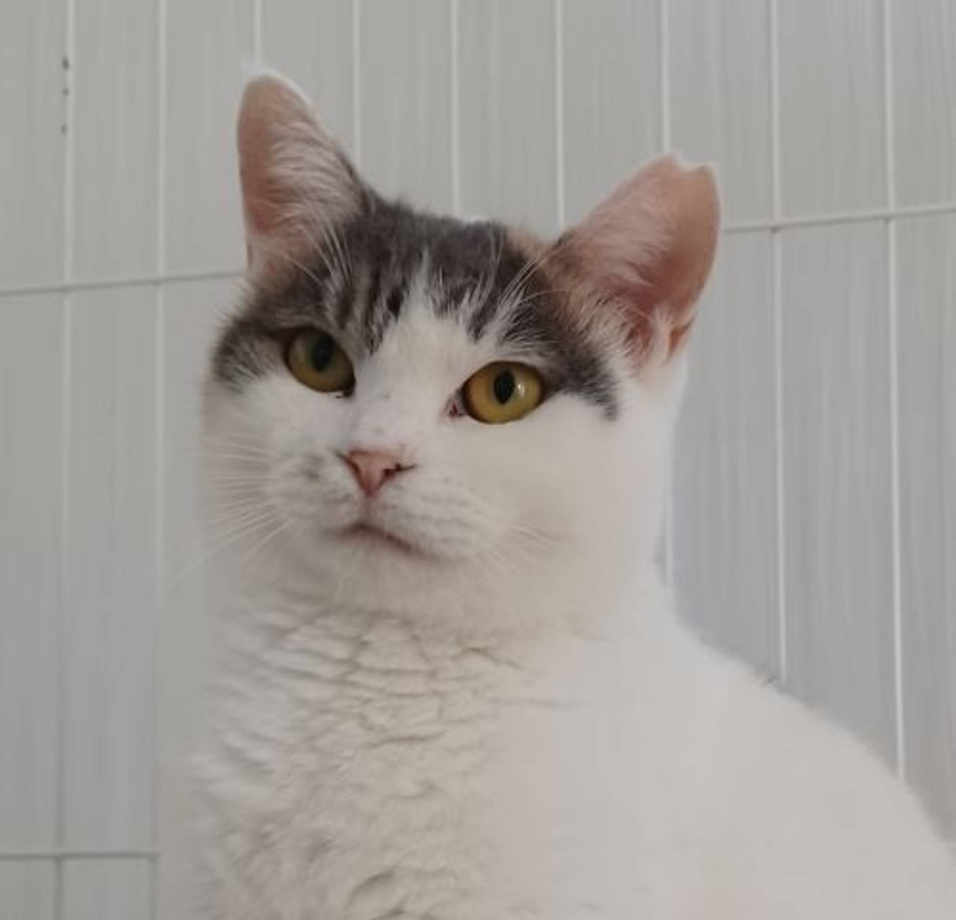 雑種（ミックス猫）・メスの里親募集の写真