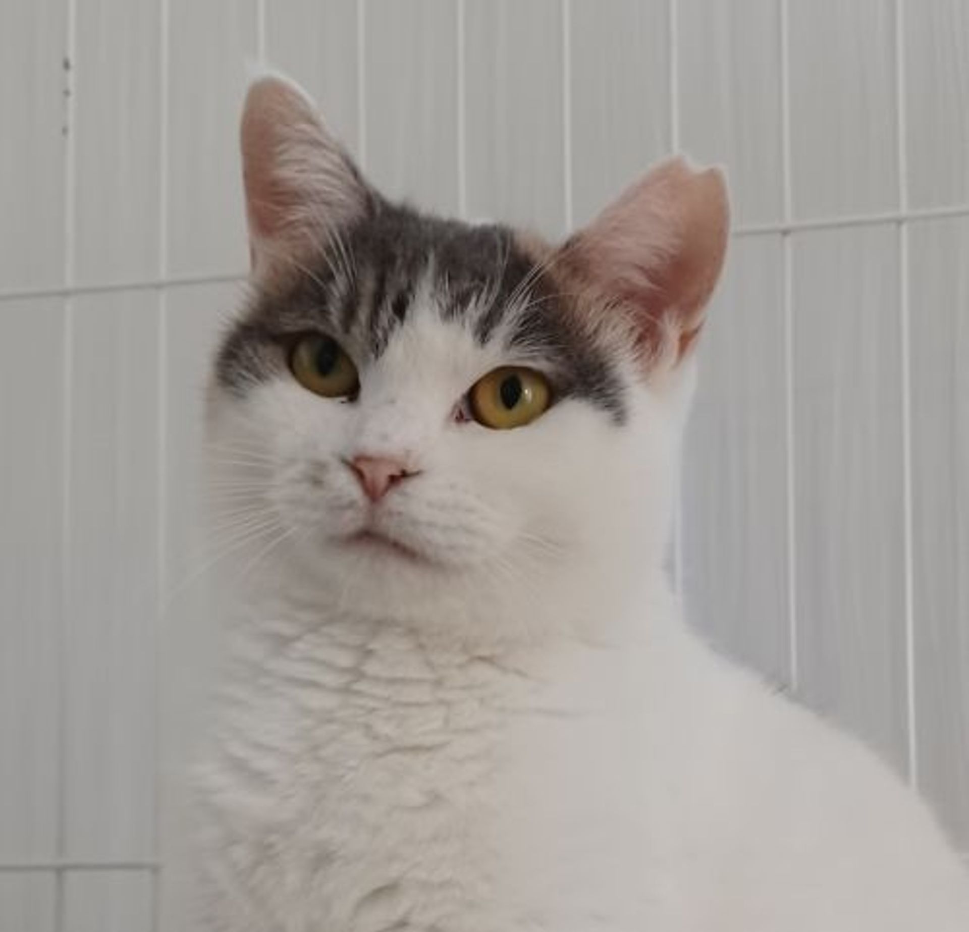 雑種（ミックス猫）・メスの里親募集の写真