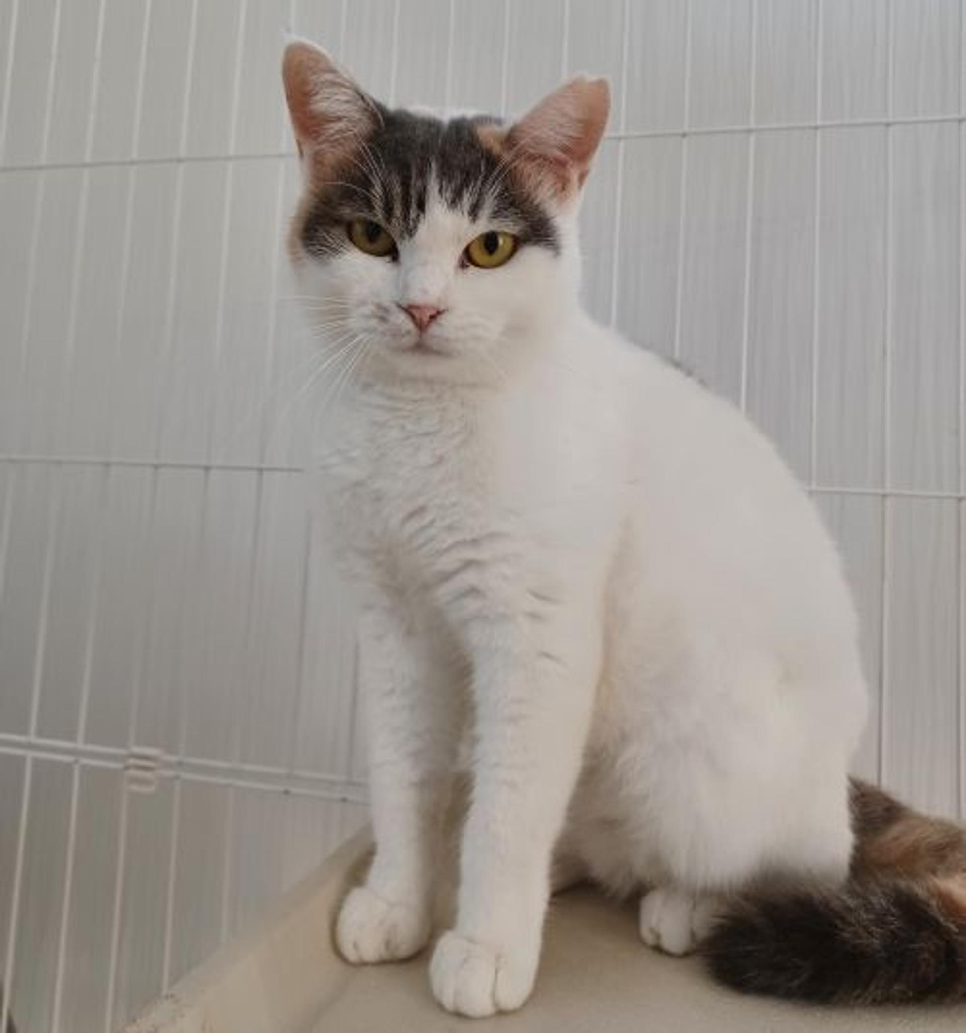 pet-image-2