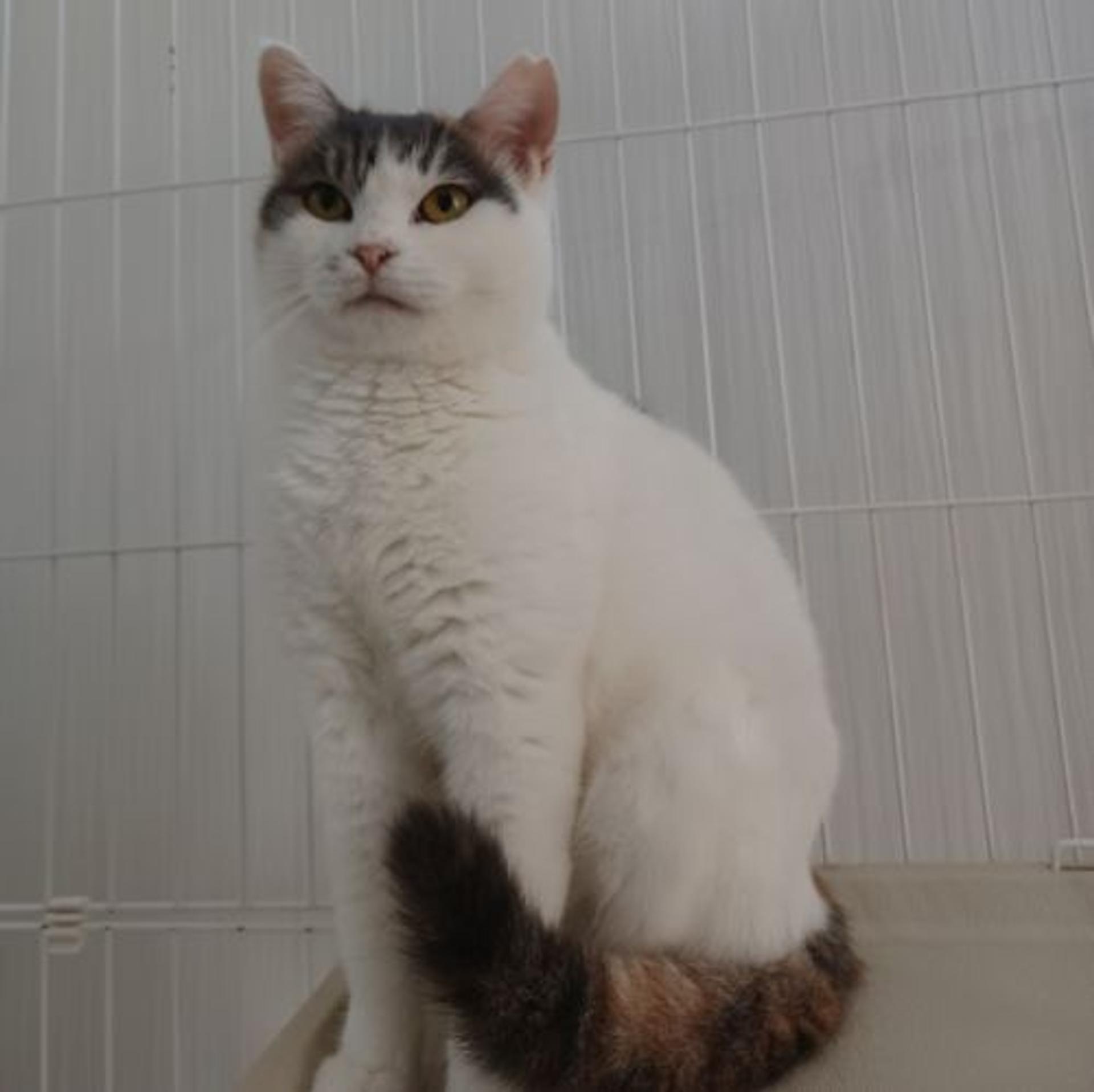 pet-image-3