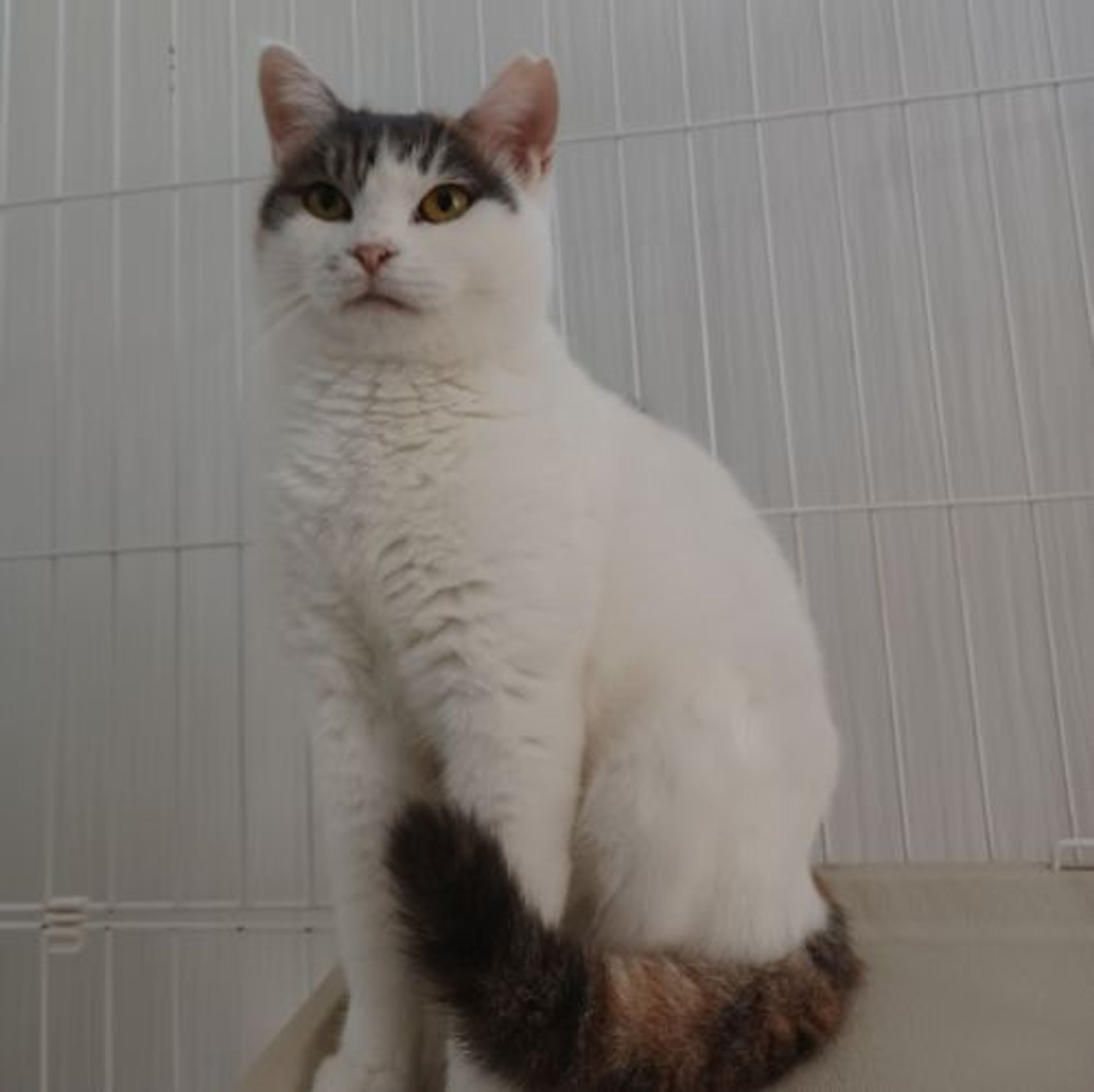 pet-image-3