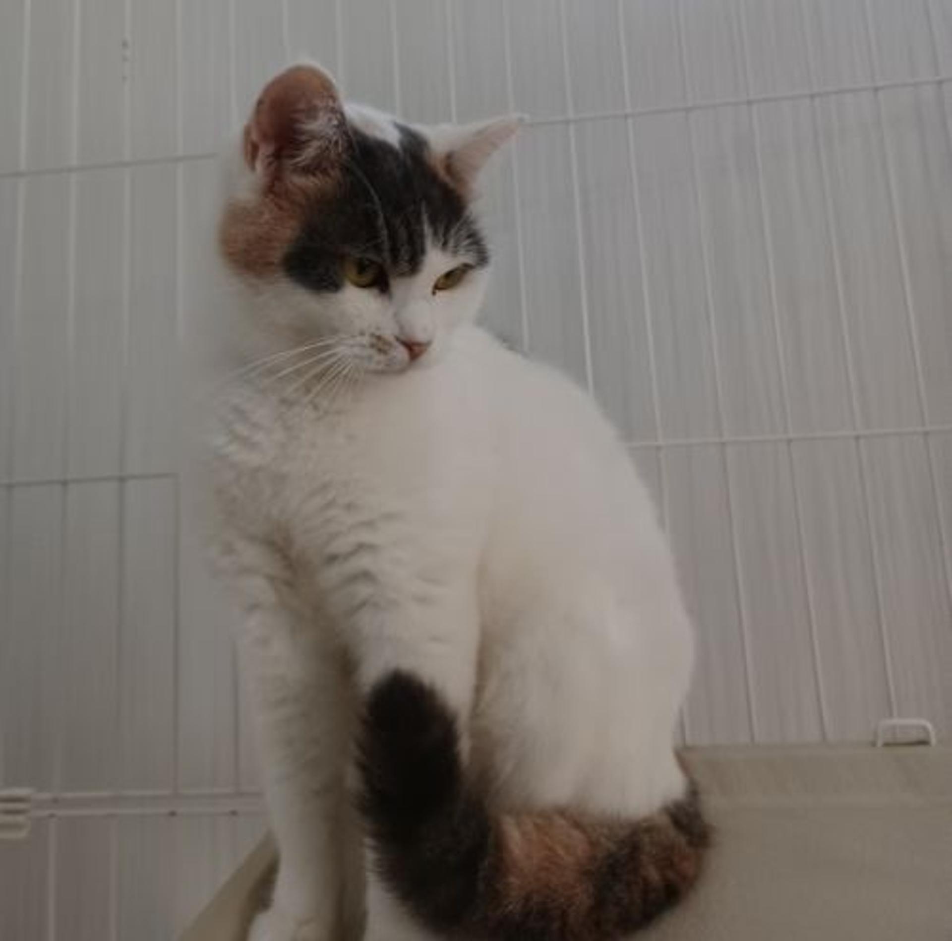 pet-image-4