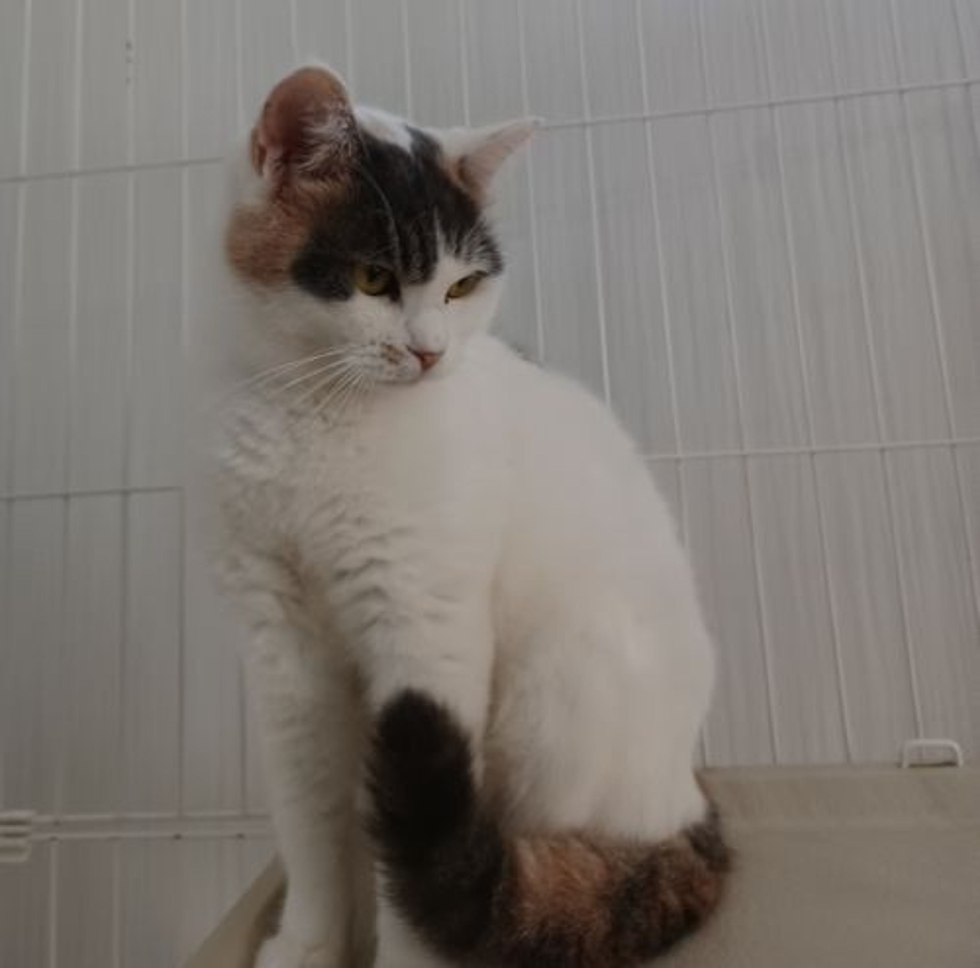 pet-image-4