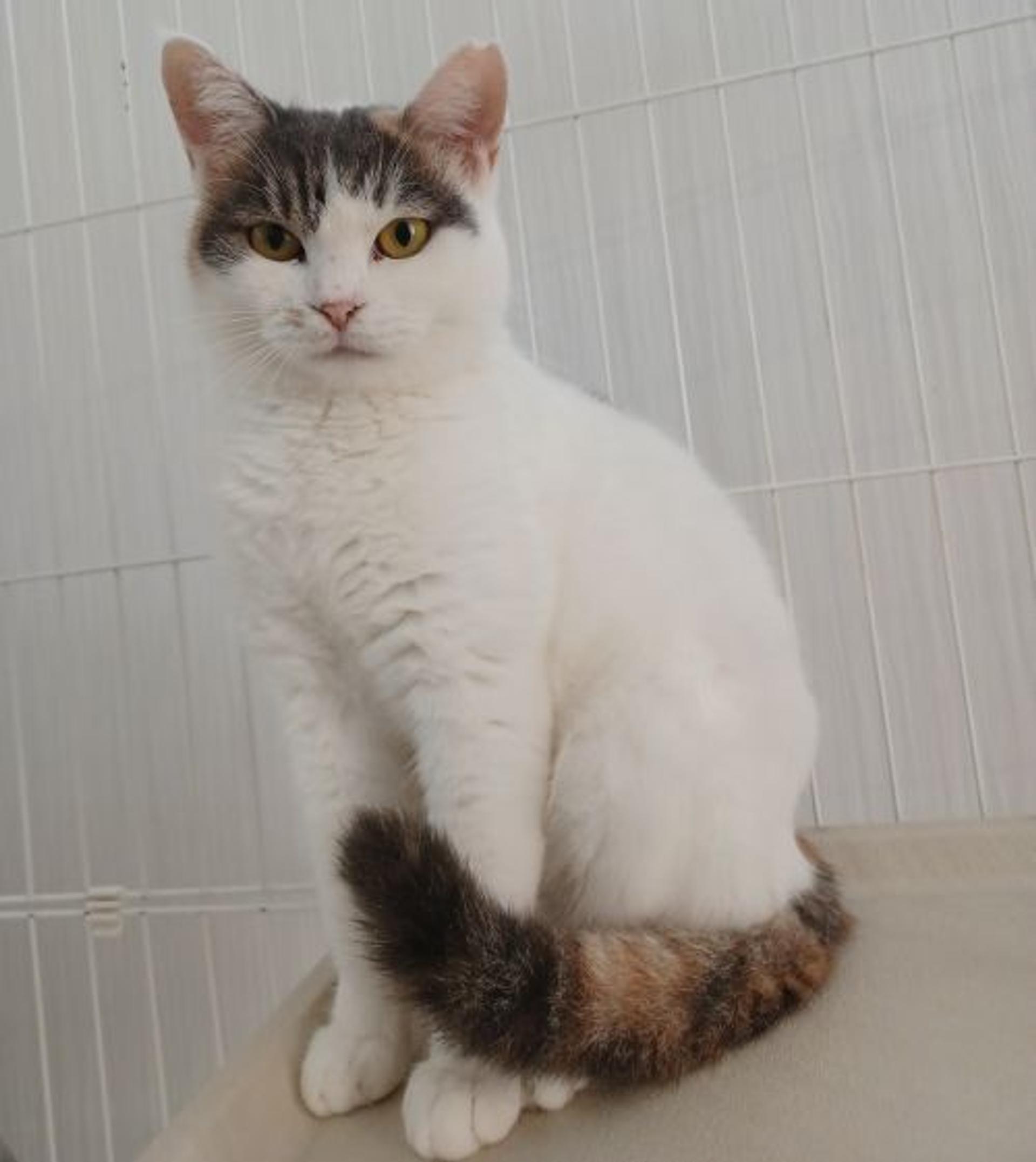 pet-image-5