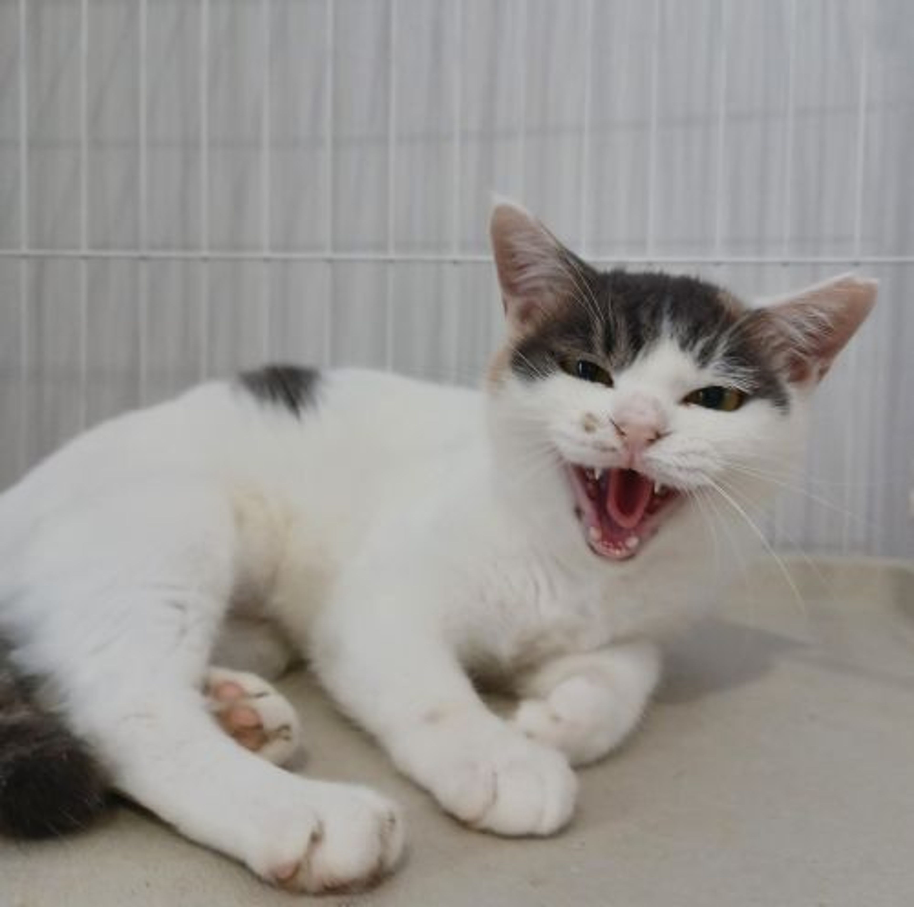 pet-image-6