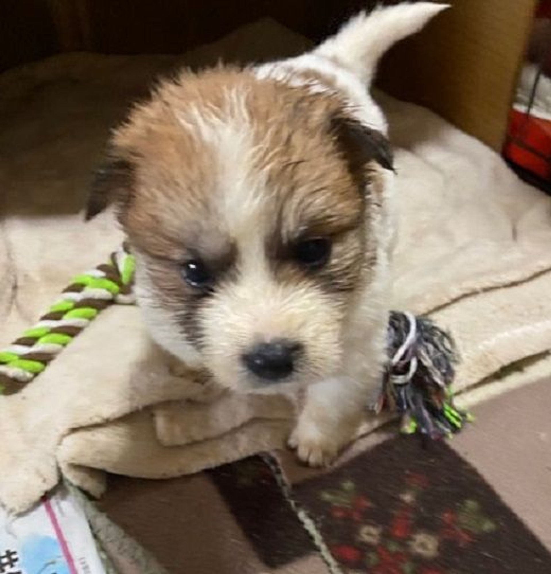 雑種（ミックス犬）・メスの里親募集の写真