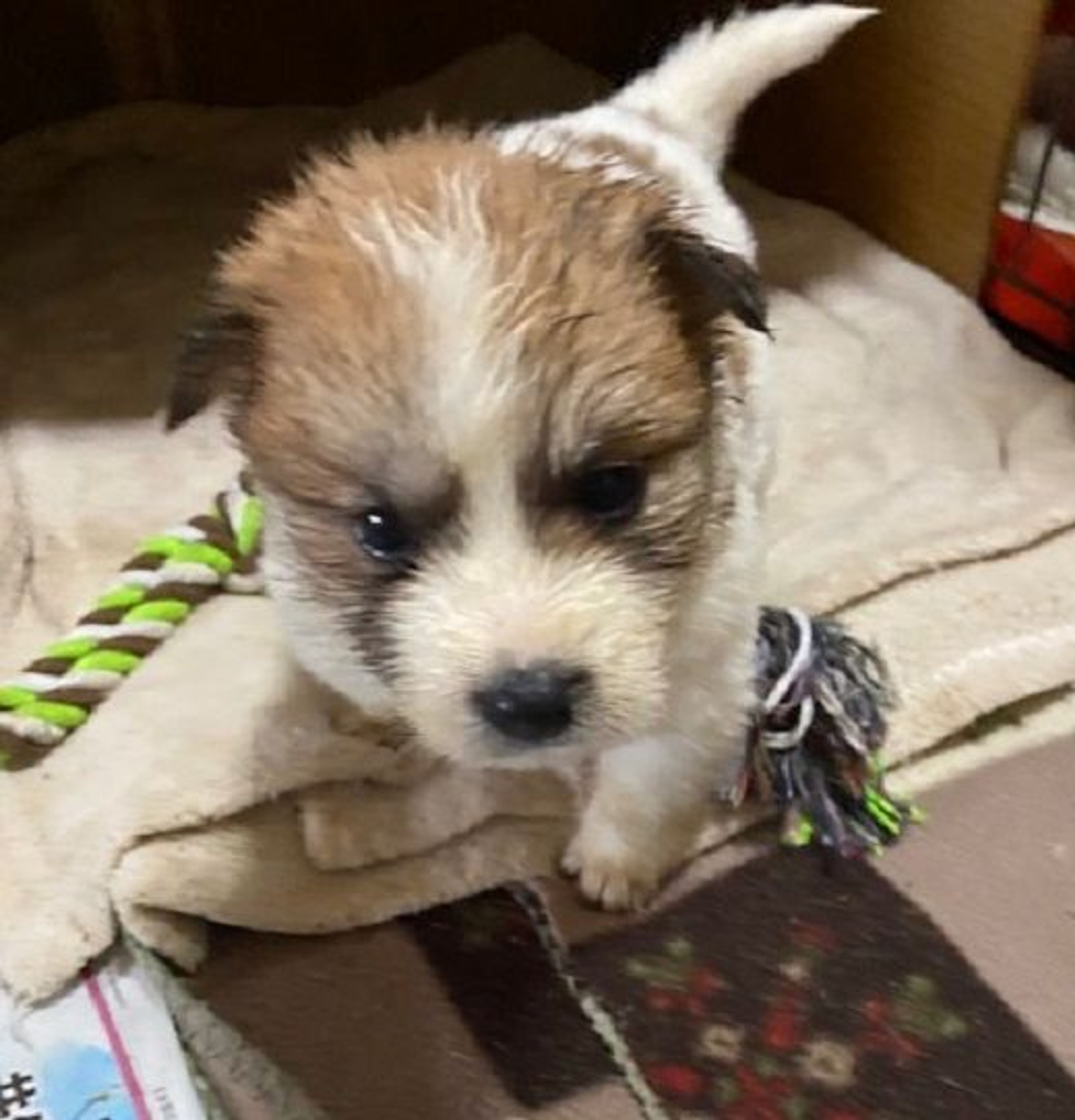 雑種（ミックス犬）・メスの里親募集の写真