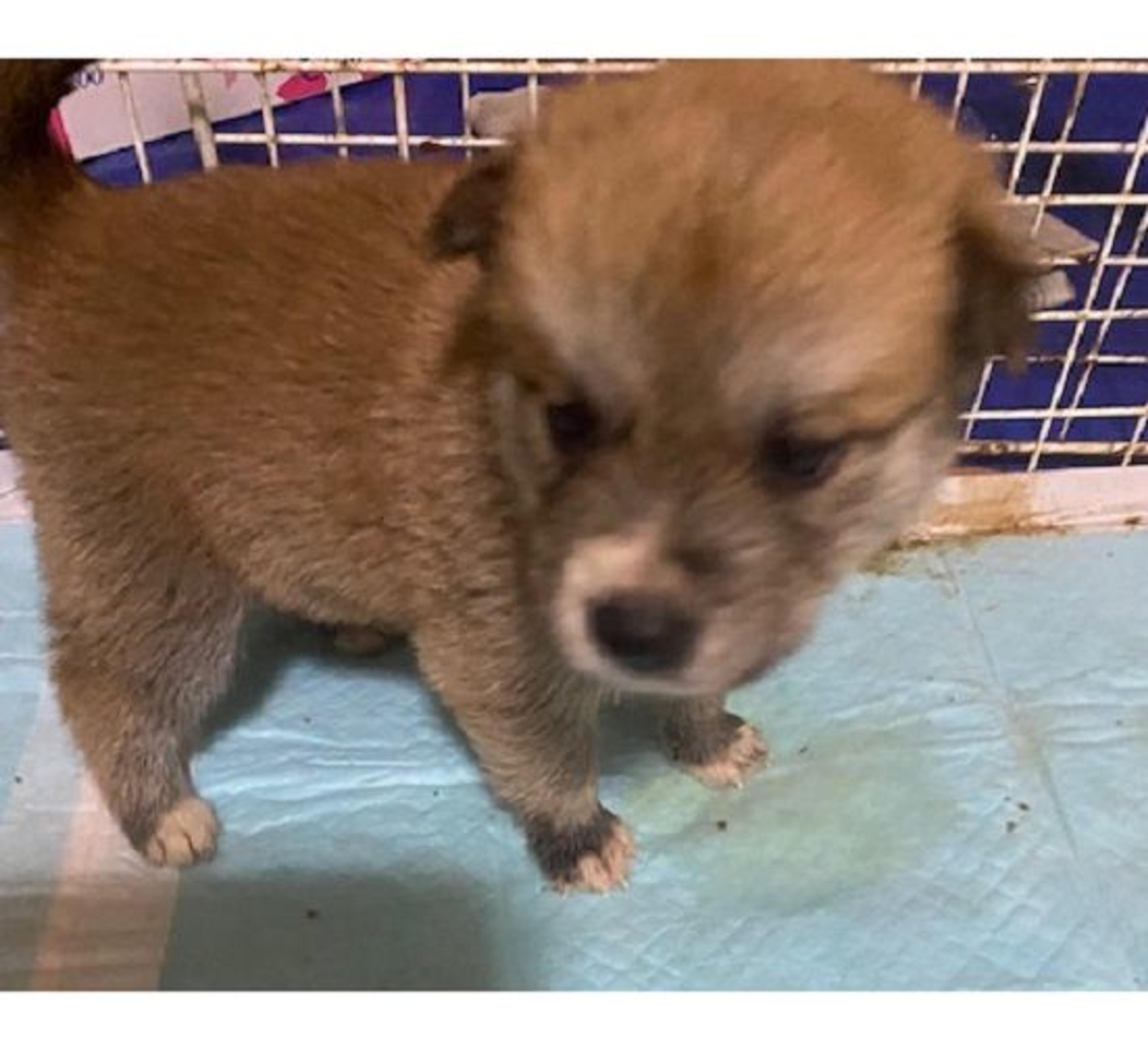 pet-image-2