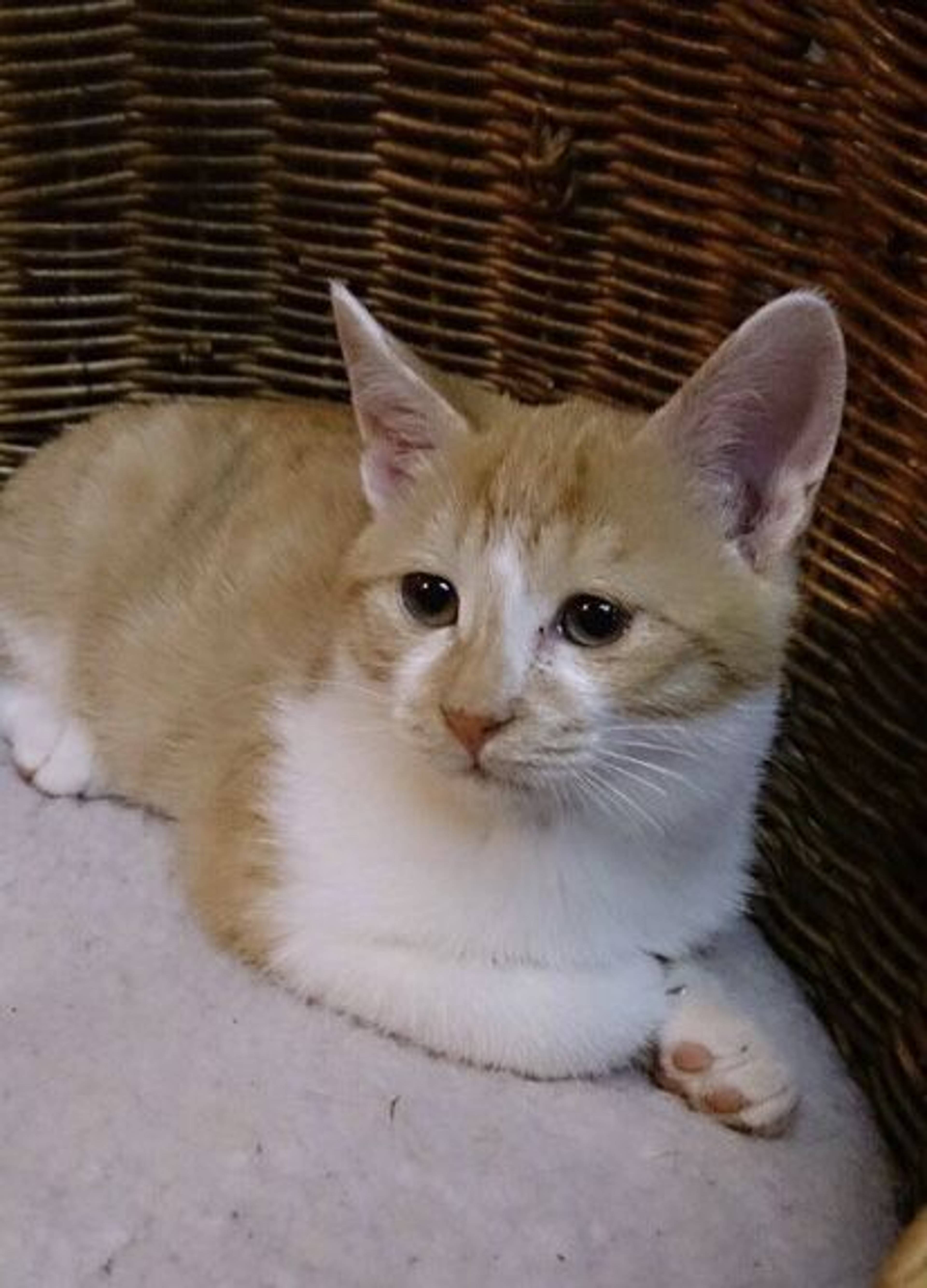 雑種（ミックス猫）・オスの里親募集の写真