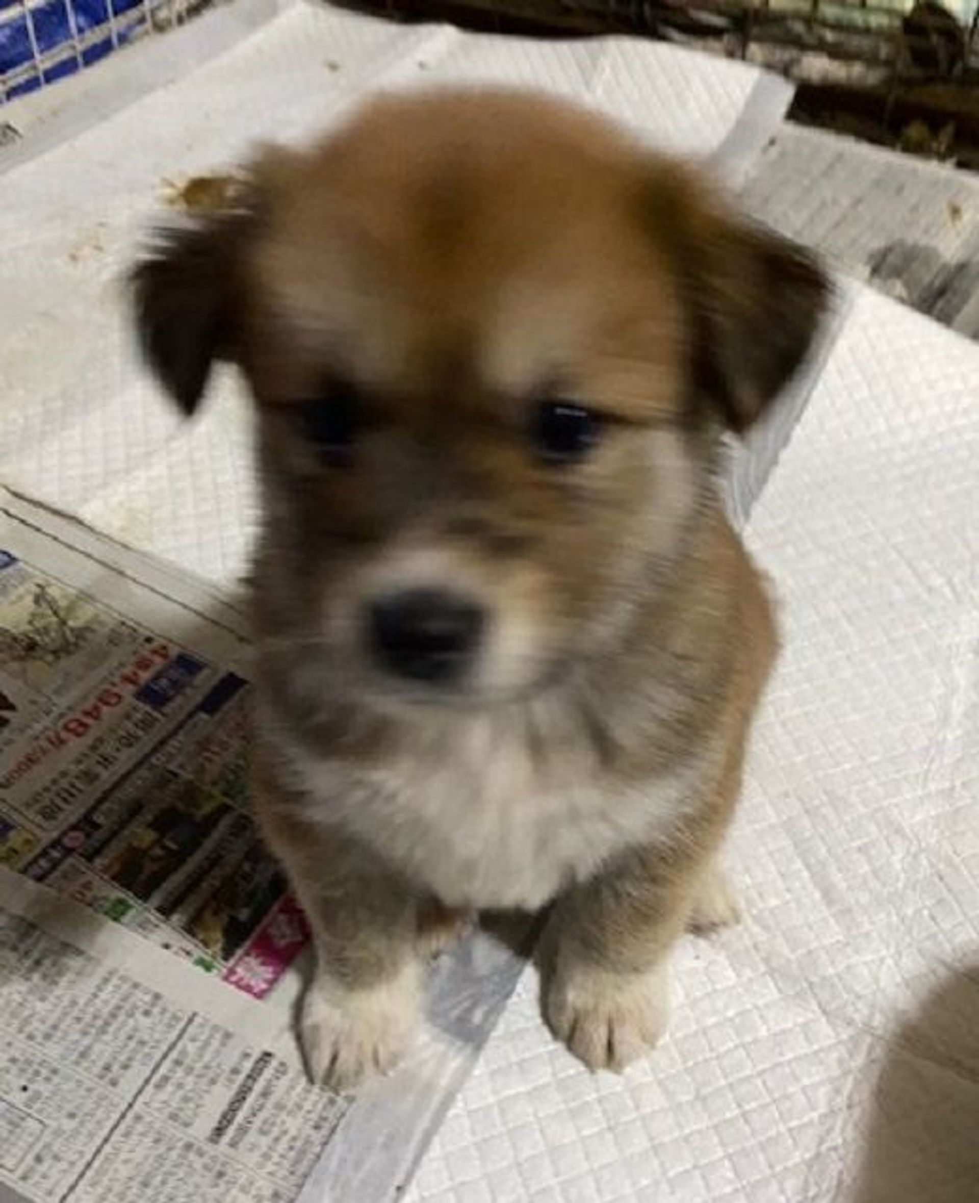 雑種（ミックス犬）・メスの里親募集の写真