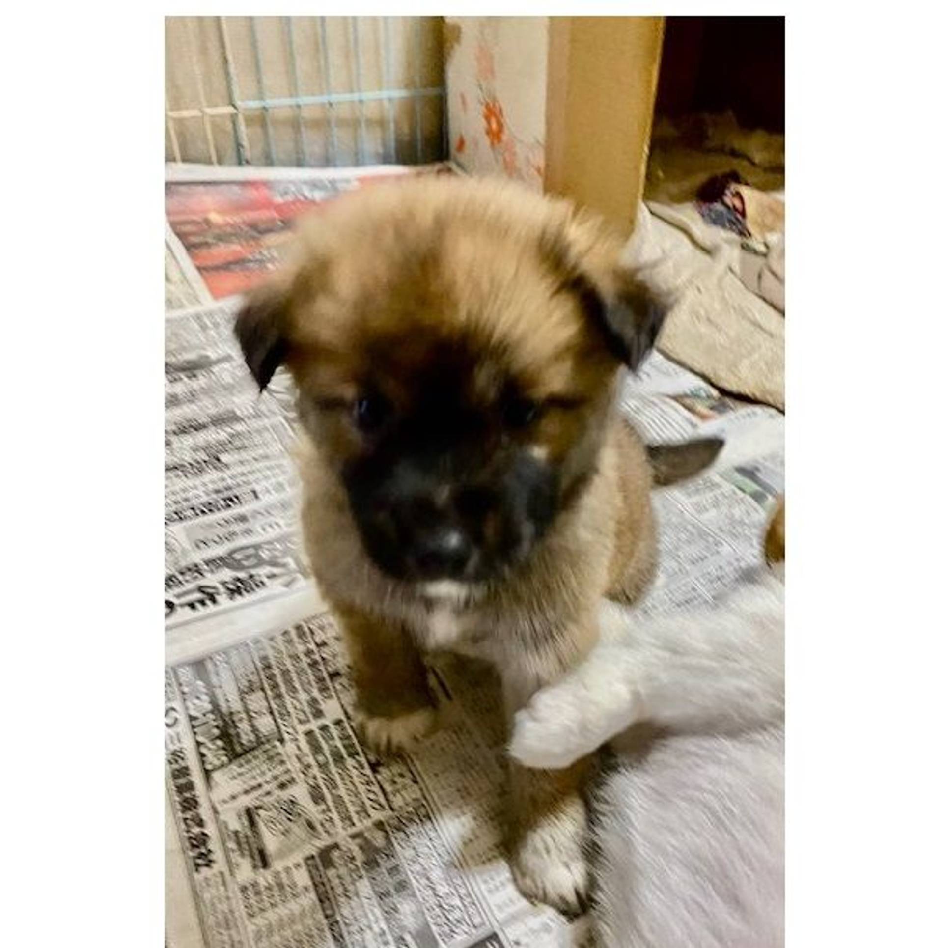 雑種（ミックス犬）・メスの里親募集の写真