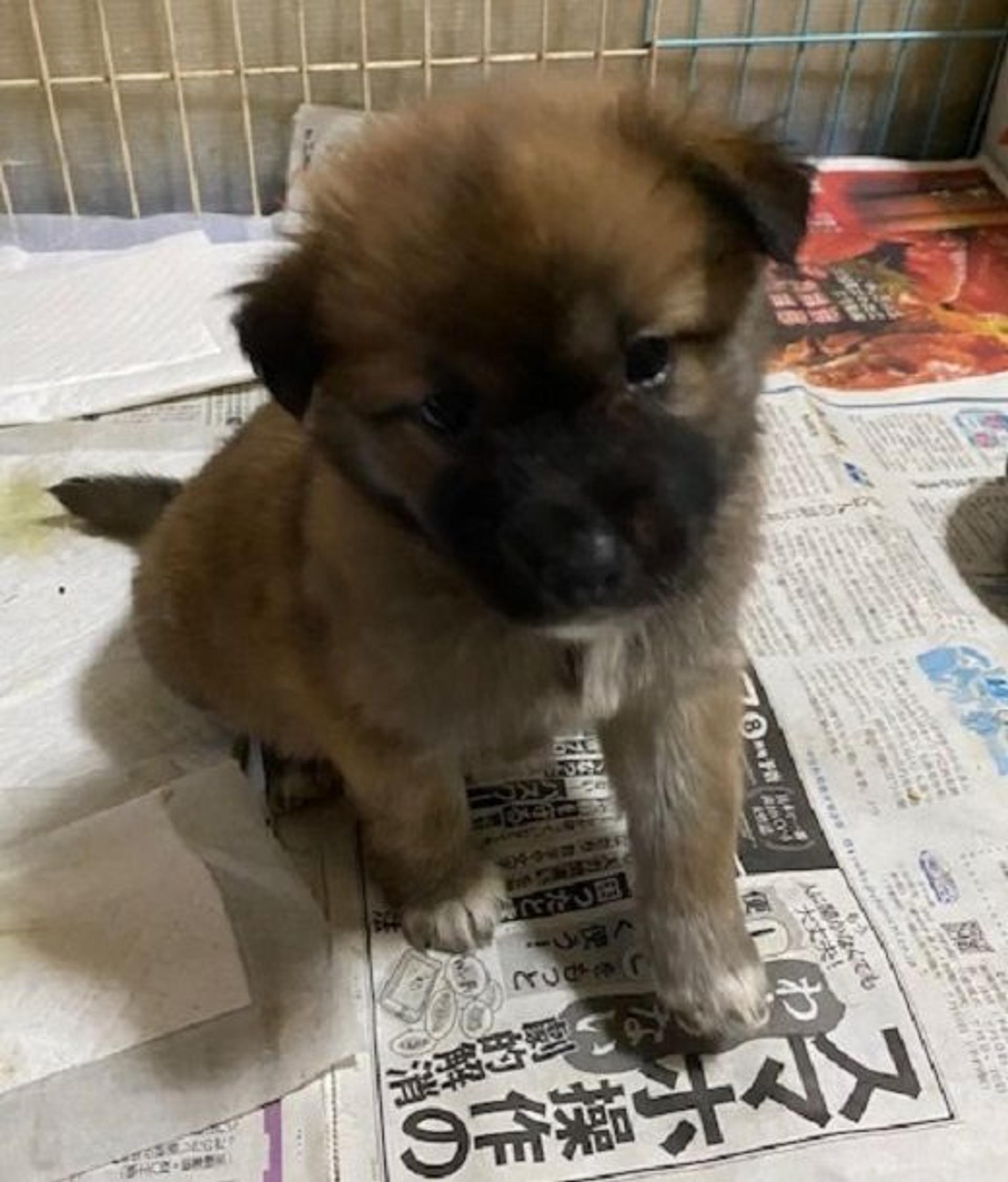 pet-image-2