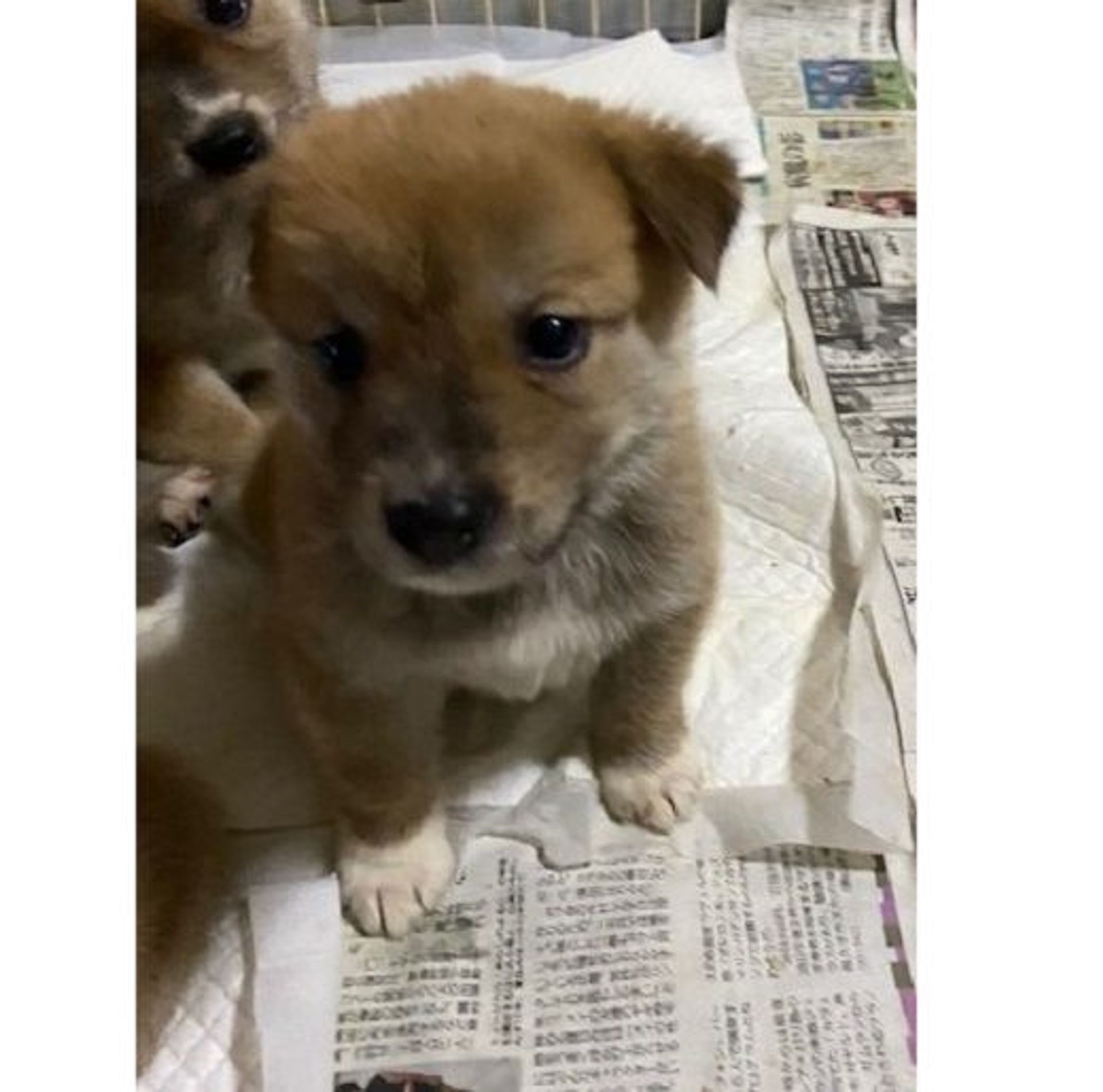 雑種（ミックス犬）・オスの里親募集の写真
