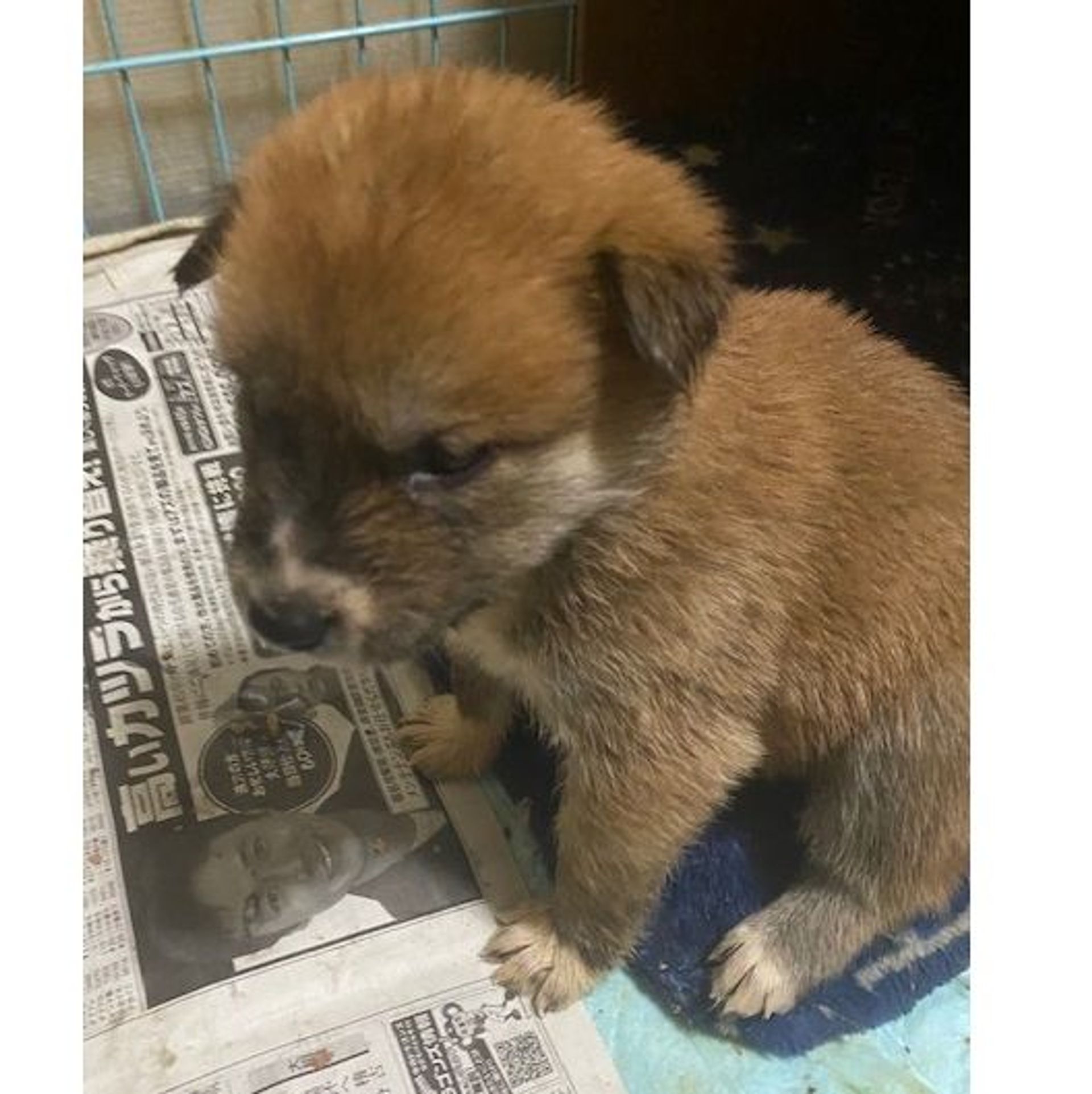 雑種（ミックス犬）・オスの里親募集の写真