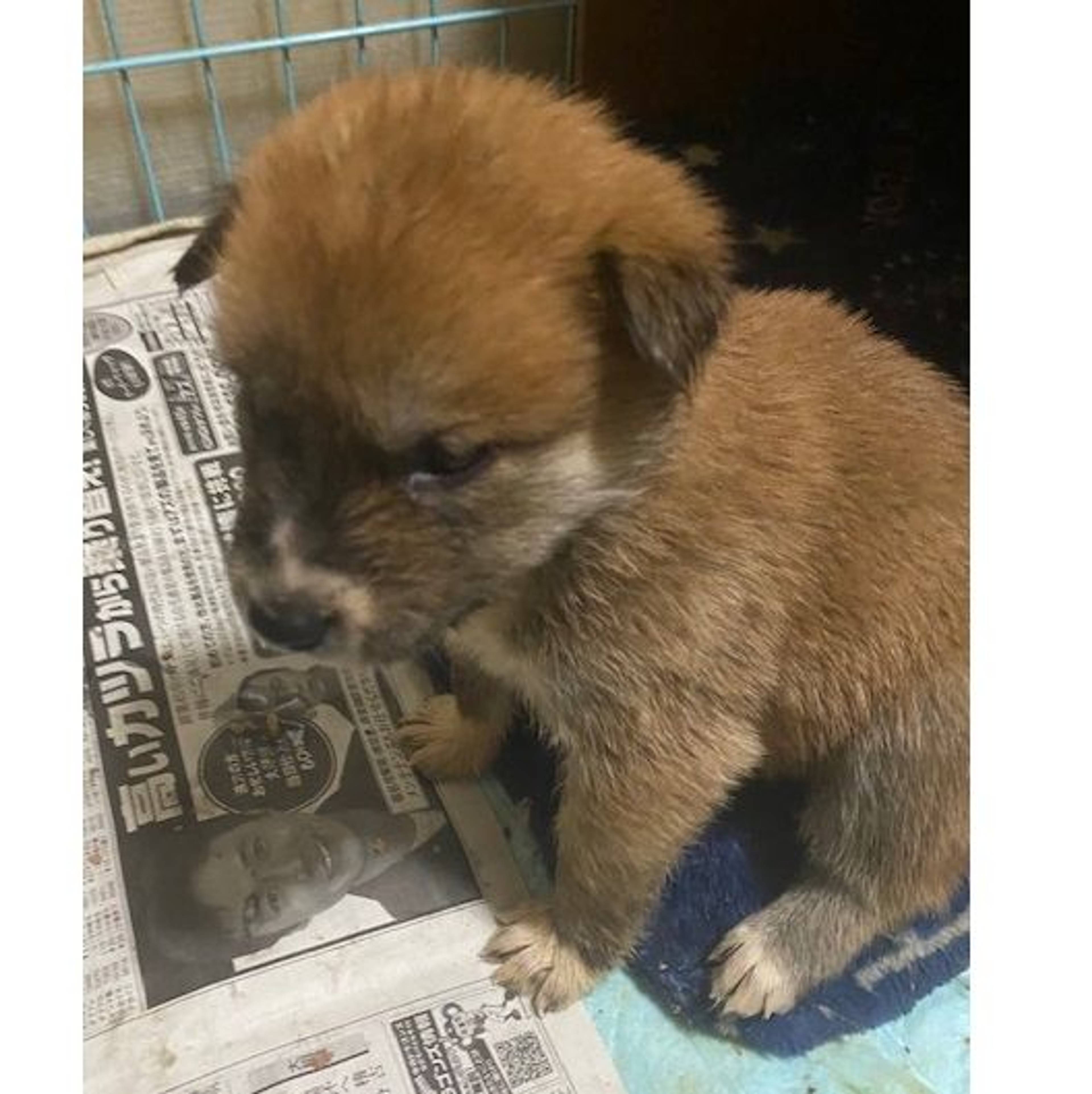 雑種（ミックス犬）・オスの里親募集の写真