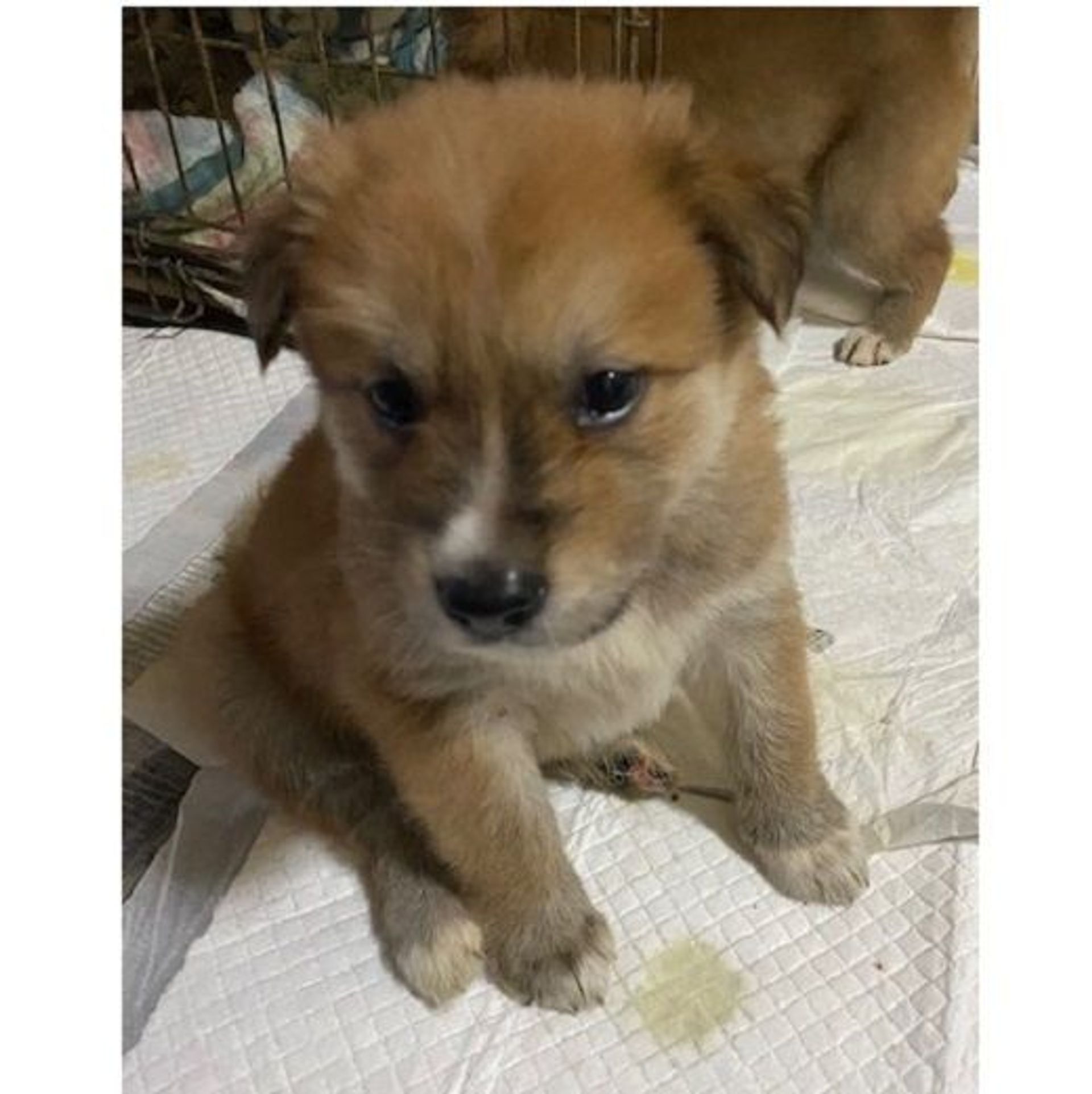 雑種（ミックス犬）・オスの里親募集の写真
