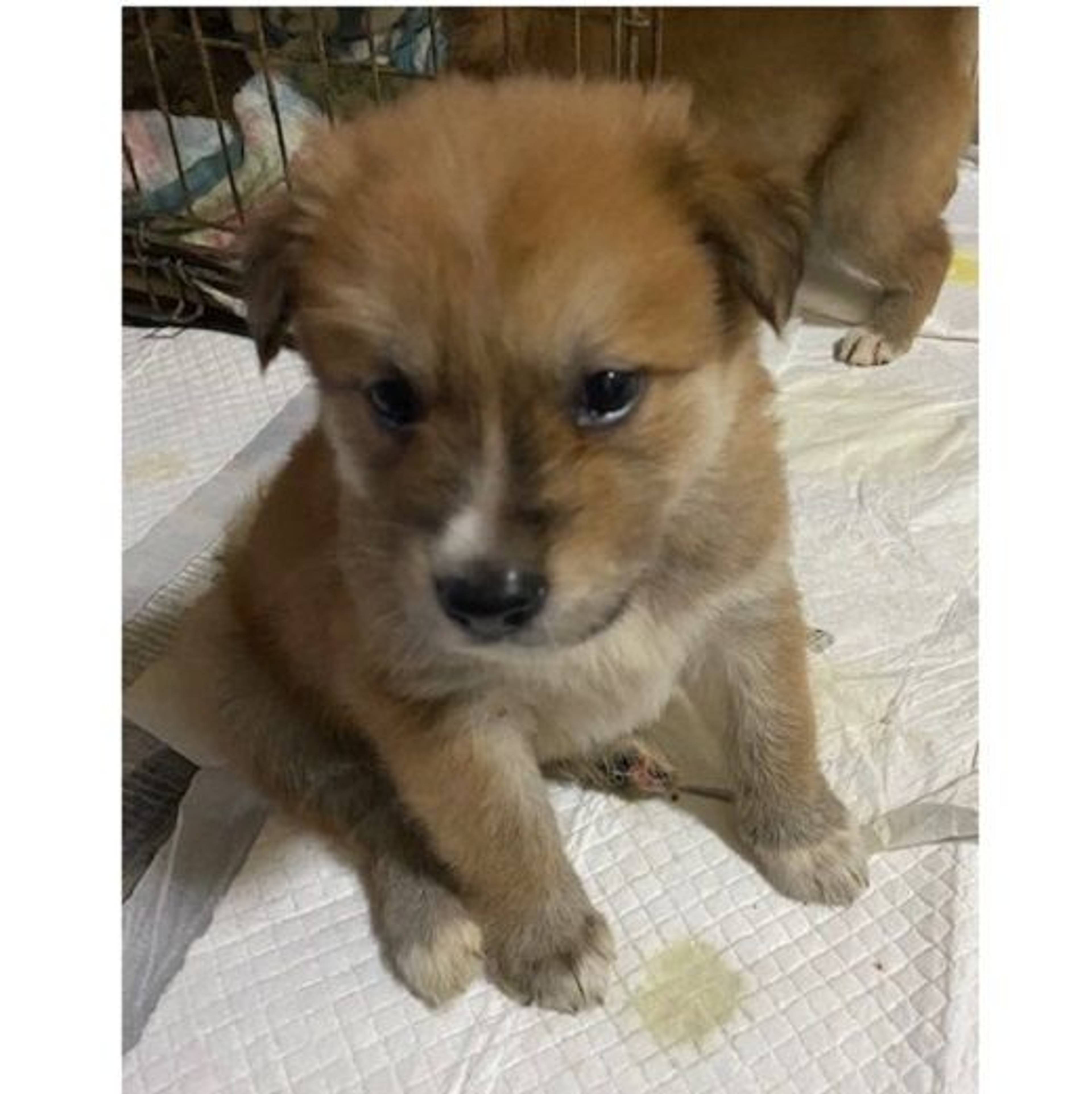 雑種（ミックス犬）・オスの里親募集の写真