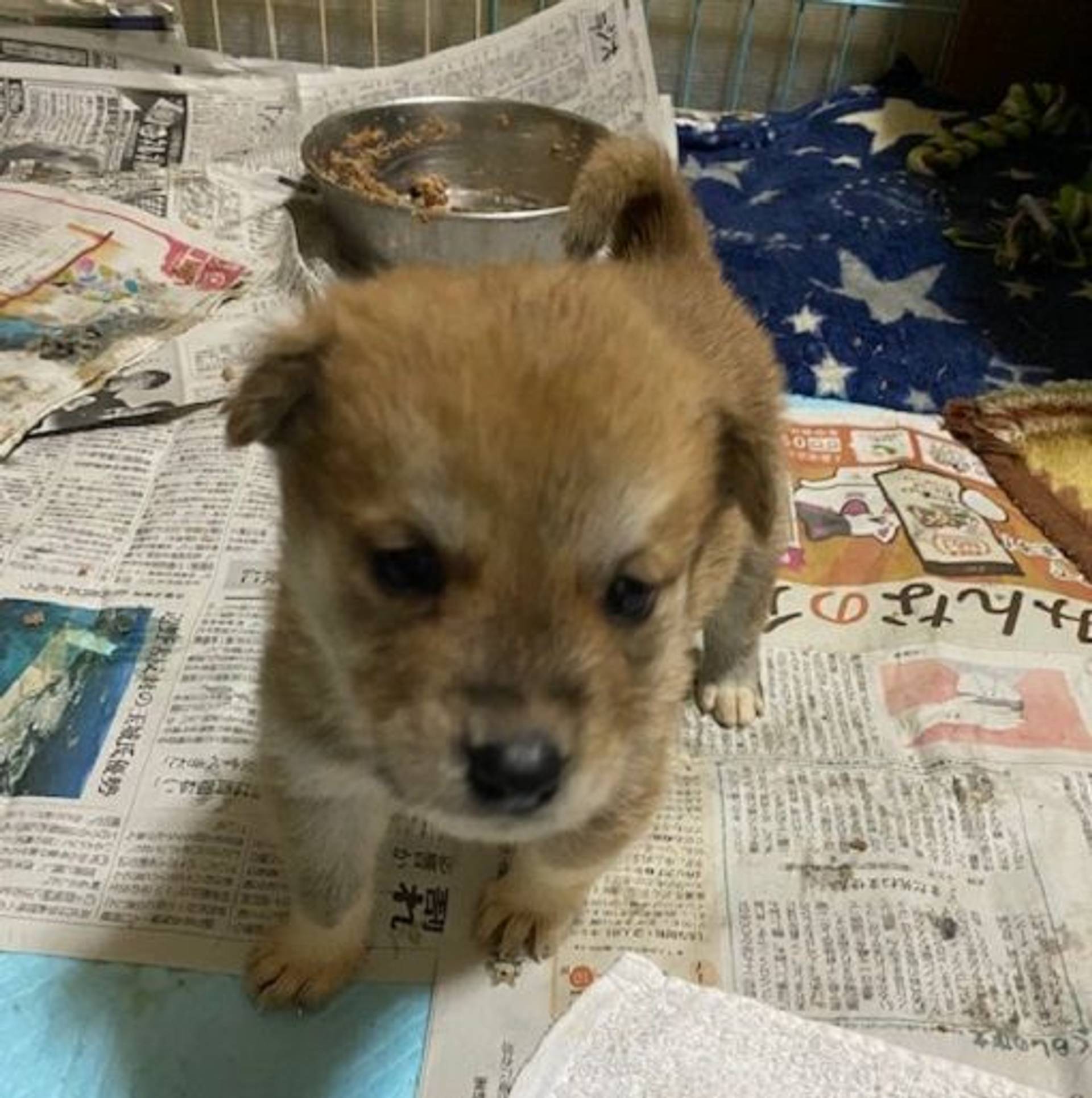 雑種（ミックス犬）・オスの里親募集の写真