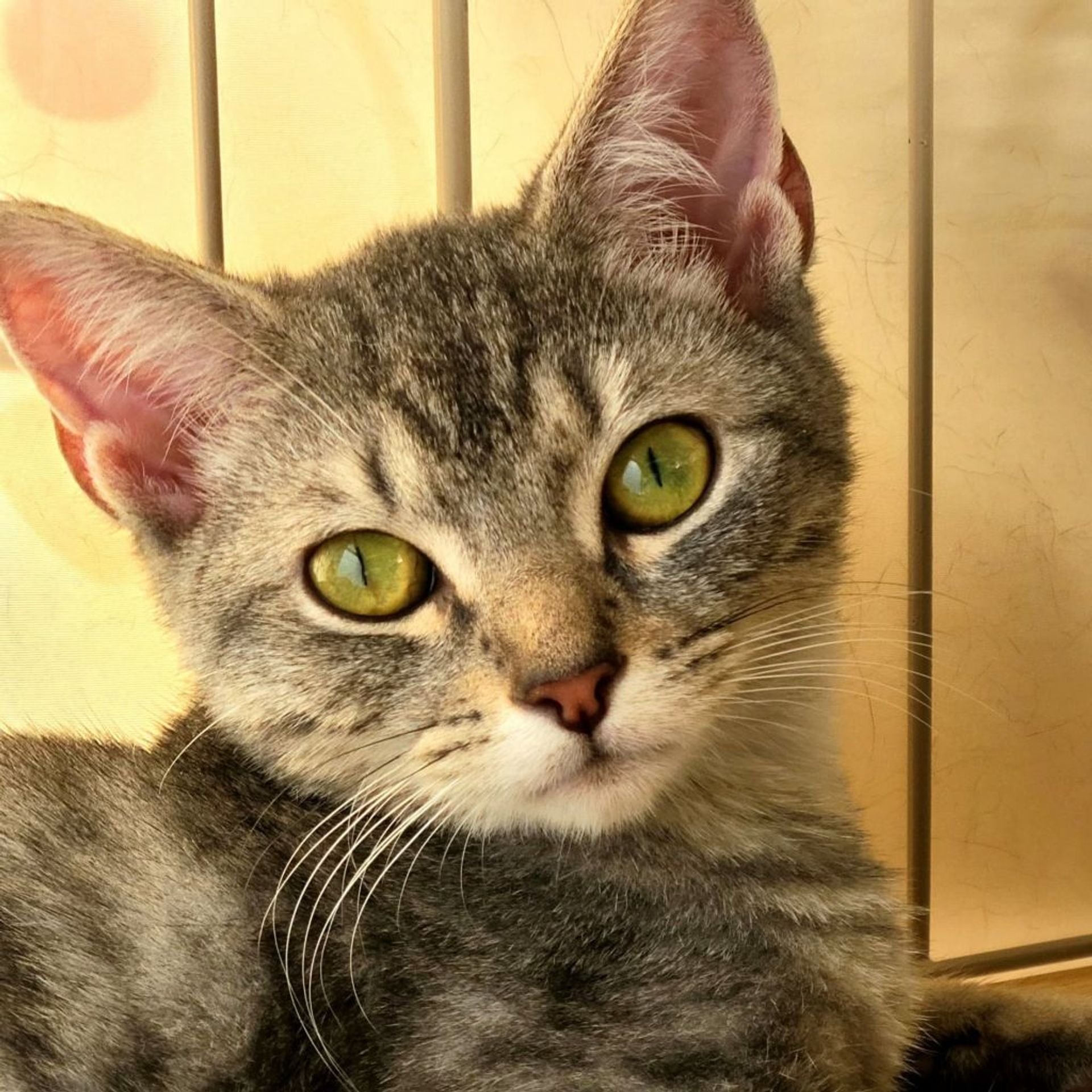 雑種（ミックス猫）・オスの里親募集の写真