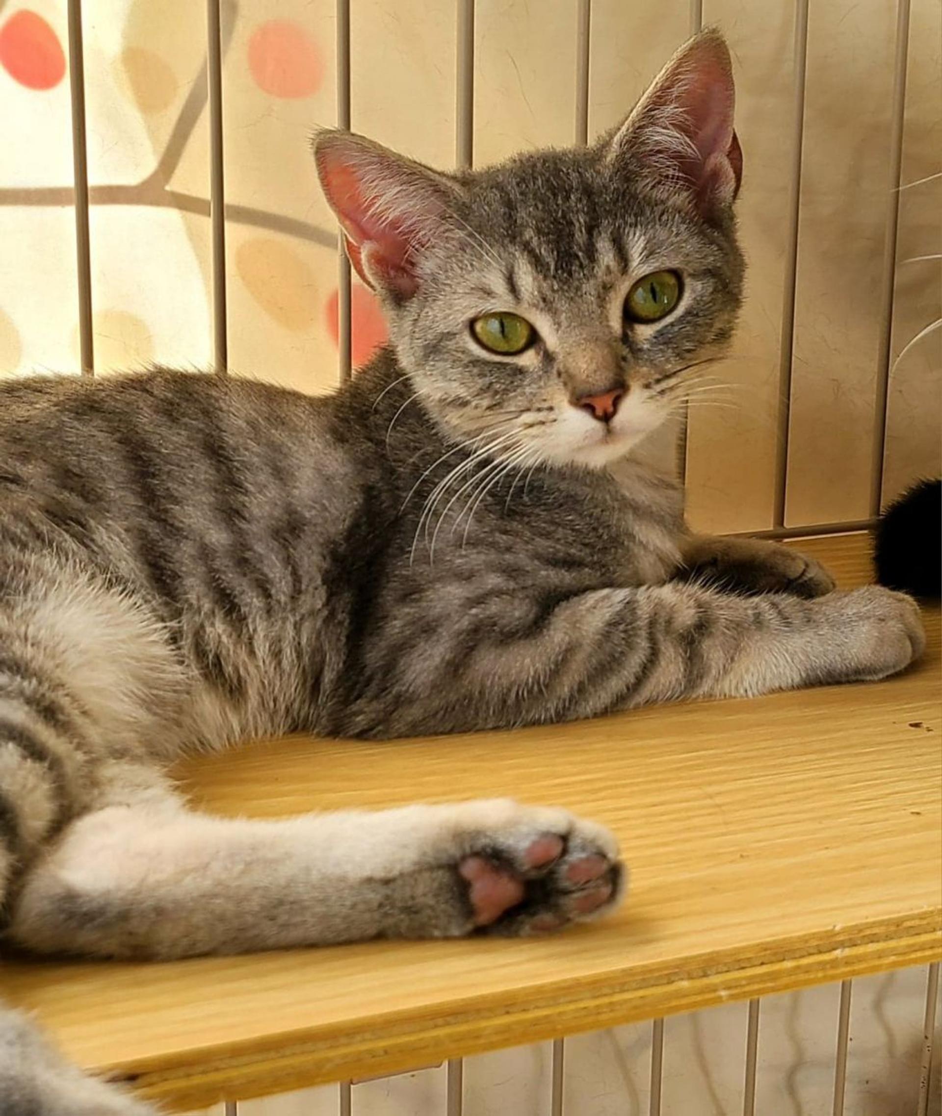 pet-image-2