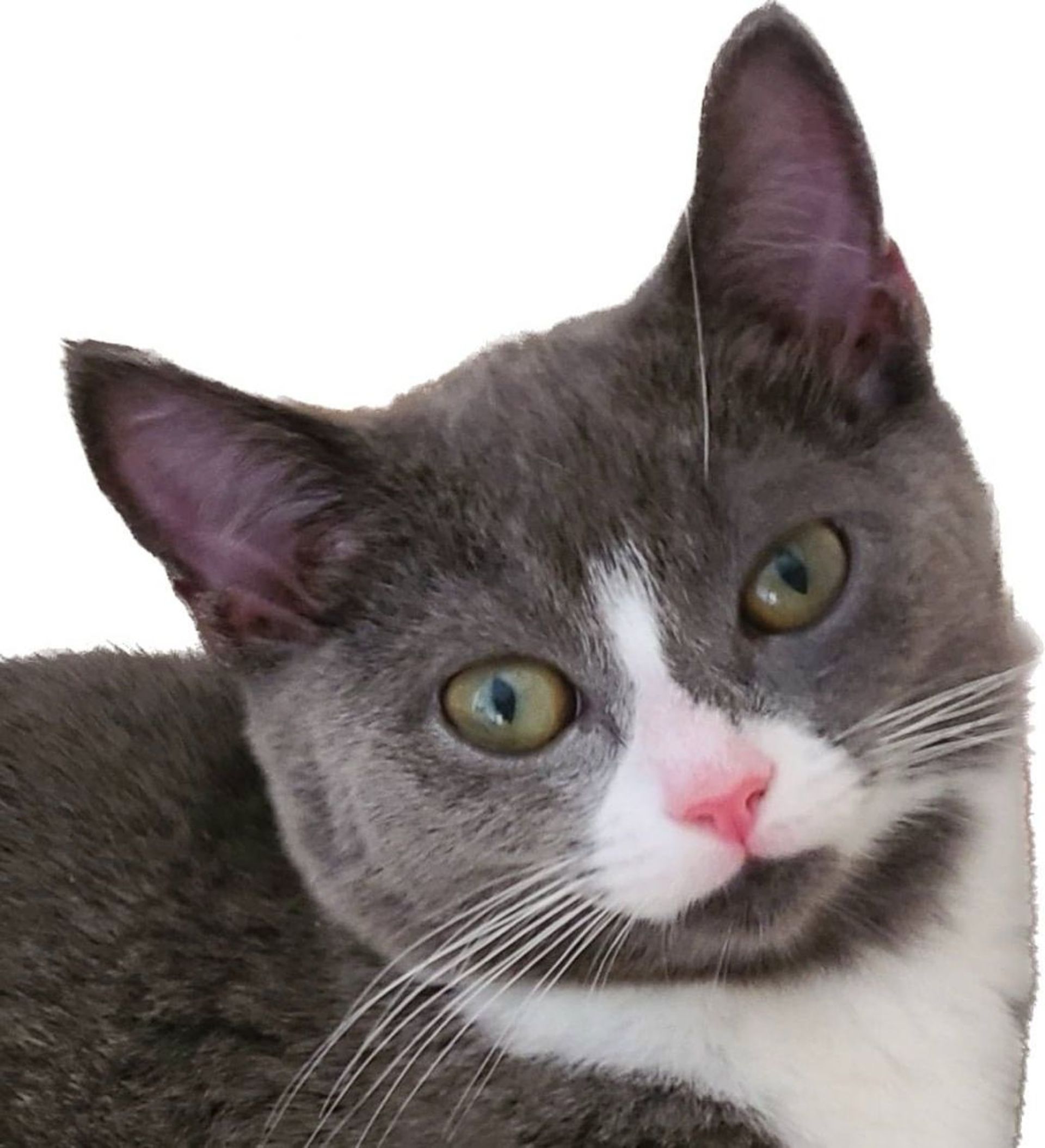 雑種（ミックス猫）・オスの里親募集の写真